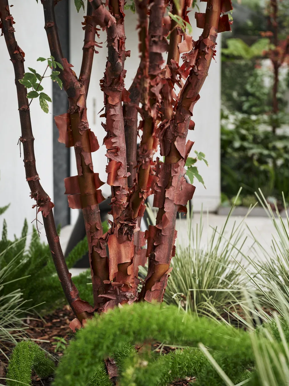 Paperbark maple — cinnamon bark peeling in sheets above a fine green groundcover