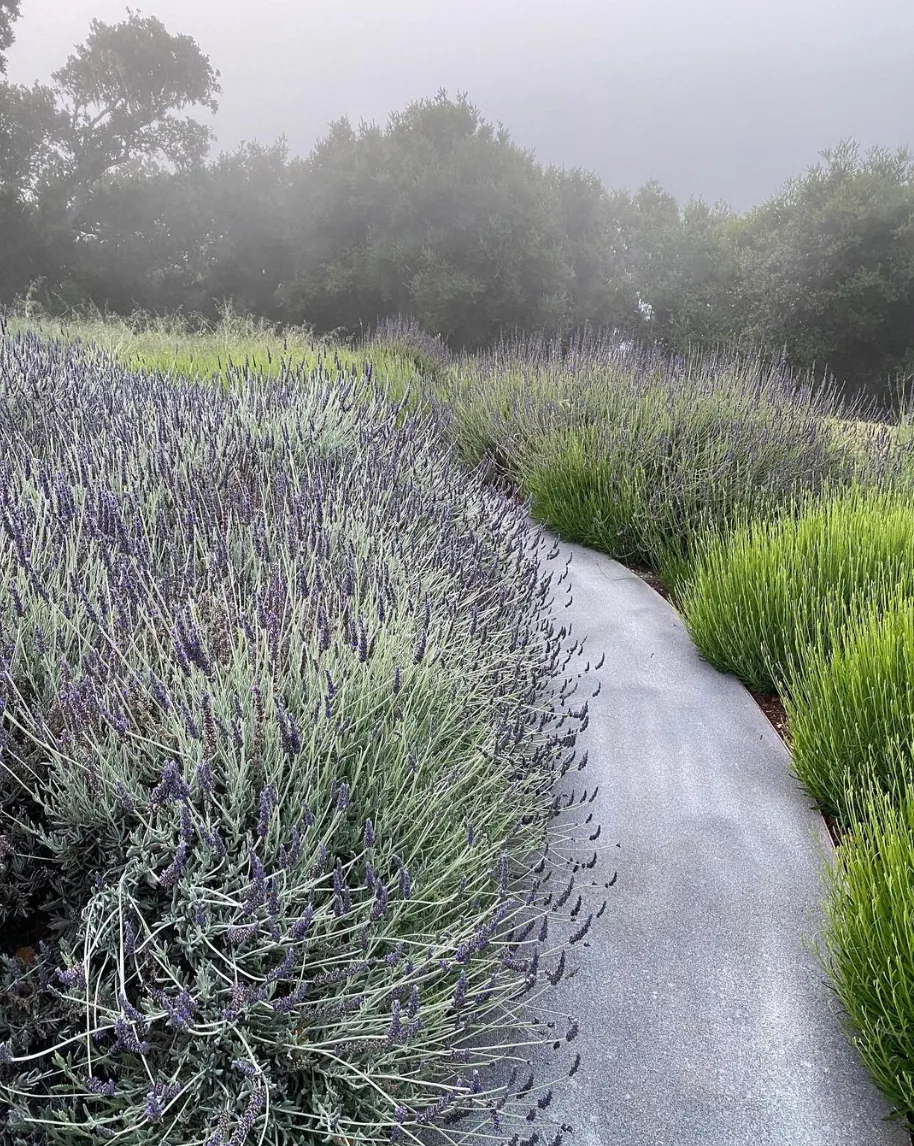 Carmel Contemporary Hacienda — lavender and grasses along a decomposed granite path