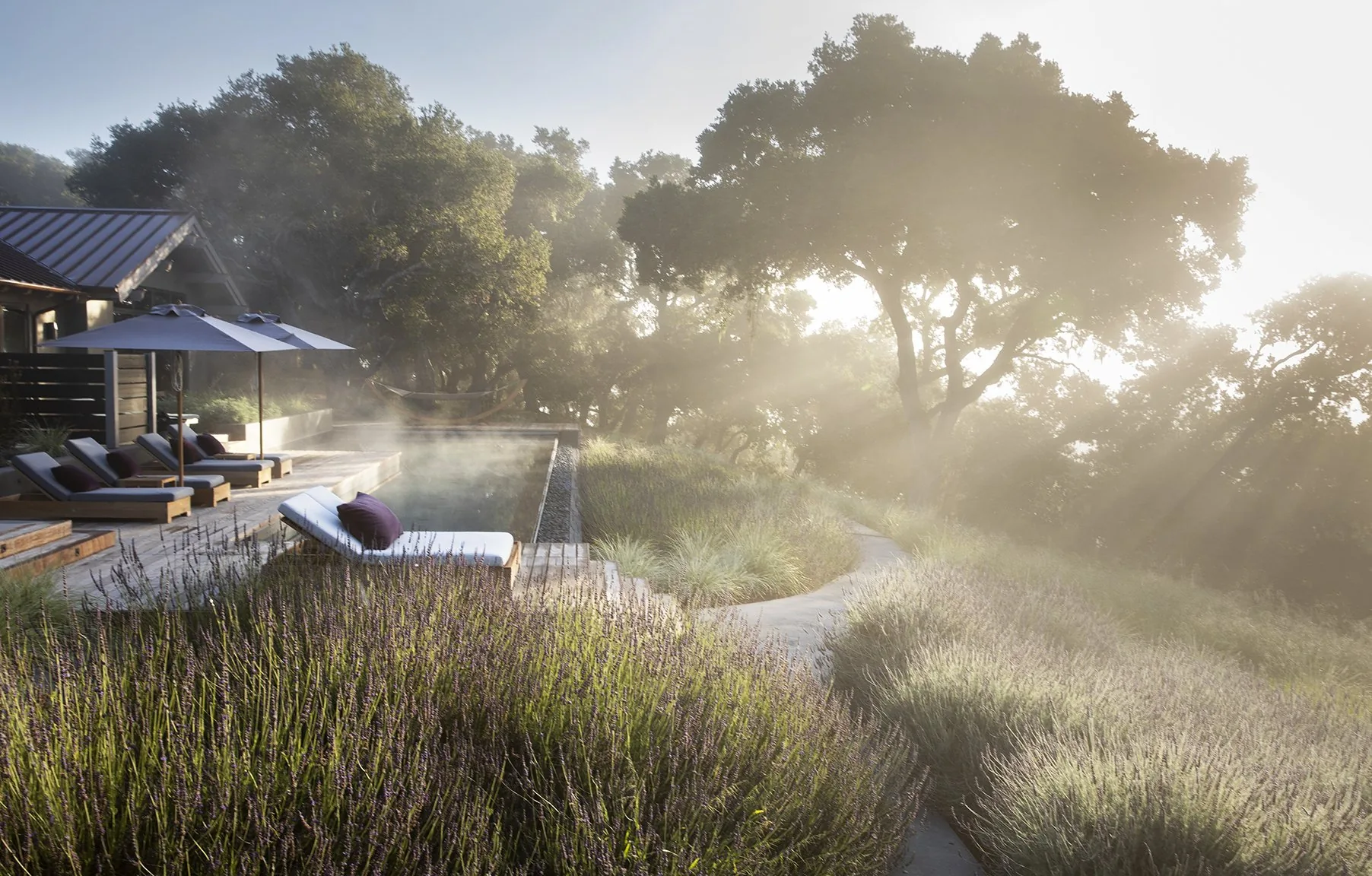 Carmel Contemporary Hacienda — ornamental grasses and lavender opening to the canyon view in morning fog