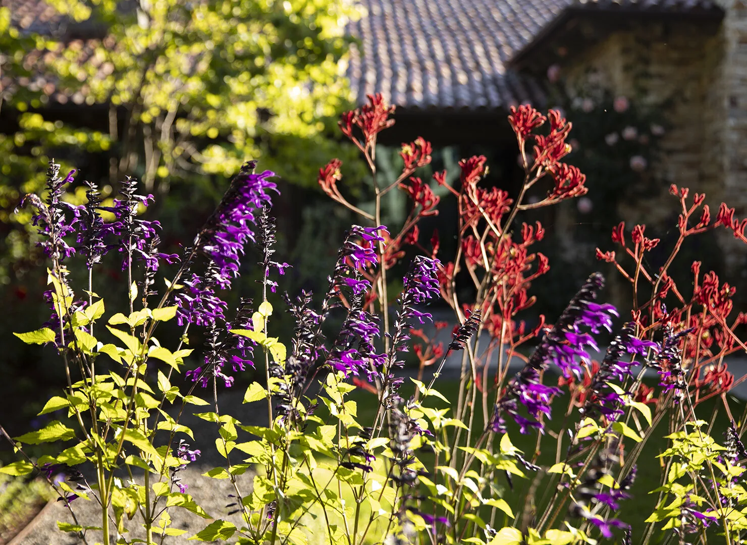 Carmel Contemporary Hacienda — Salvia 'Amistad' and kangaroo paw against the house wall
