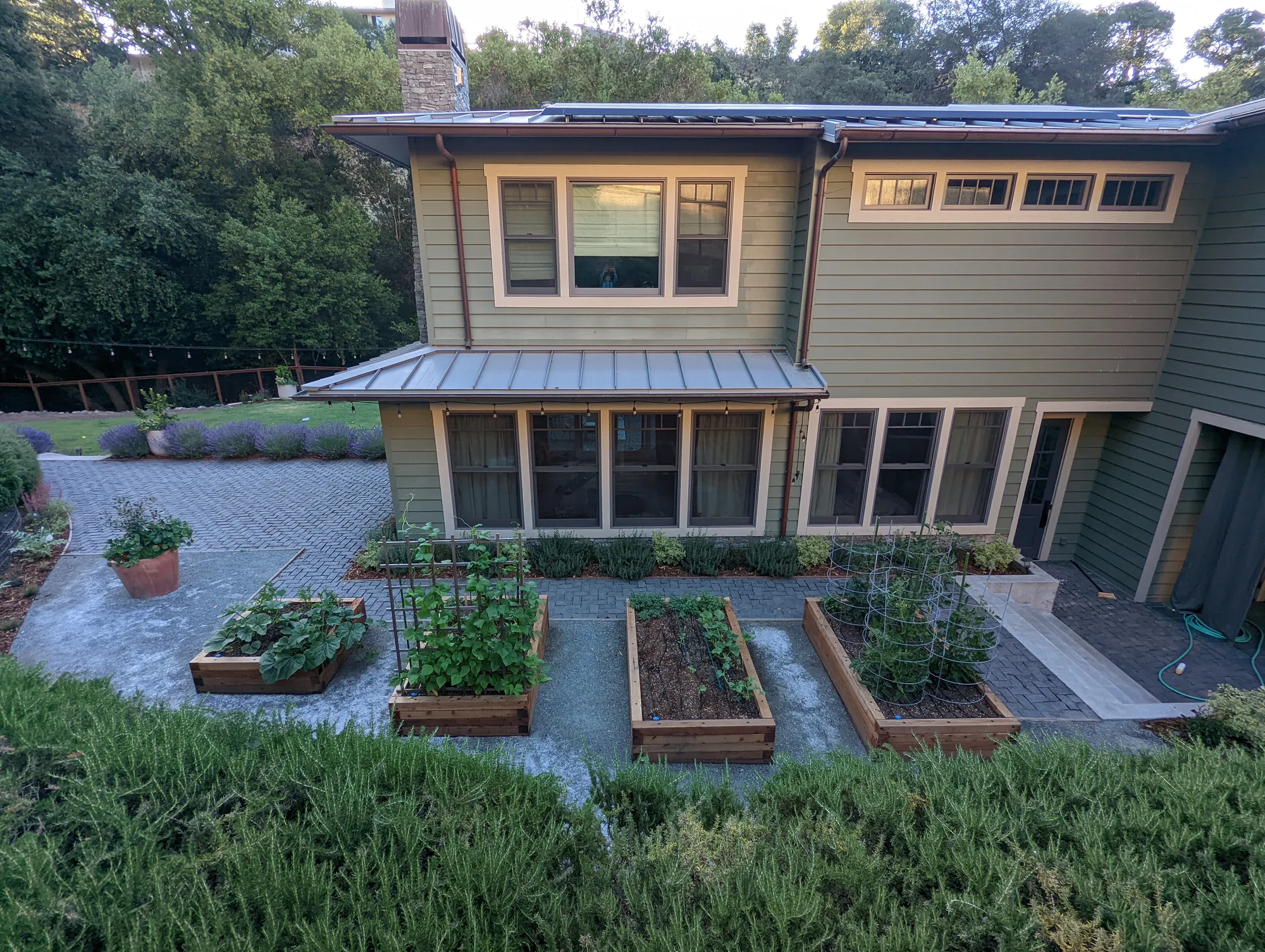 Lafayette edible garden — redwood raised beds and rows of lavender in the rear garden of a hillside home, oak-studded golden hills beyond