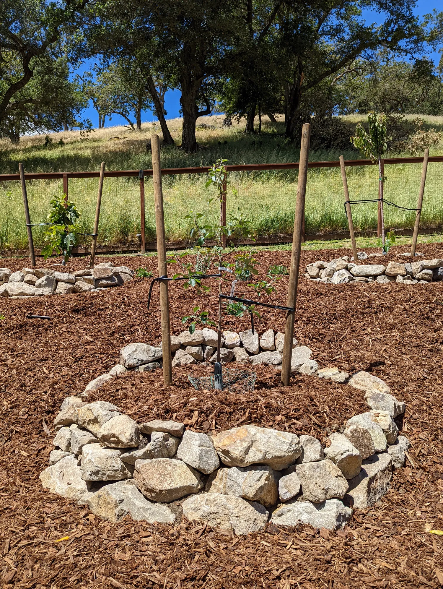 Young orchard tree ringed with a dry-stone circle on the slope