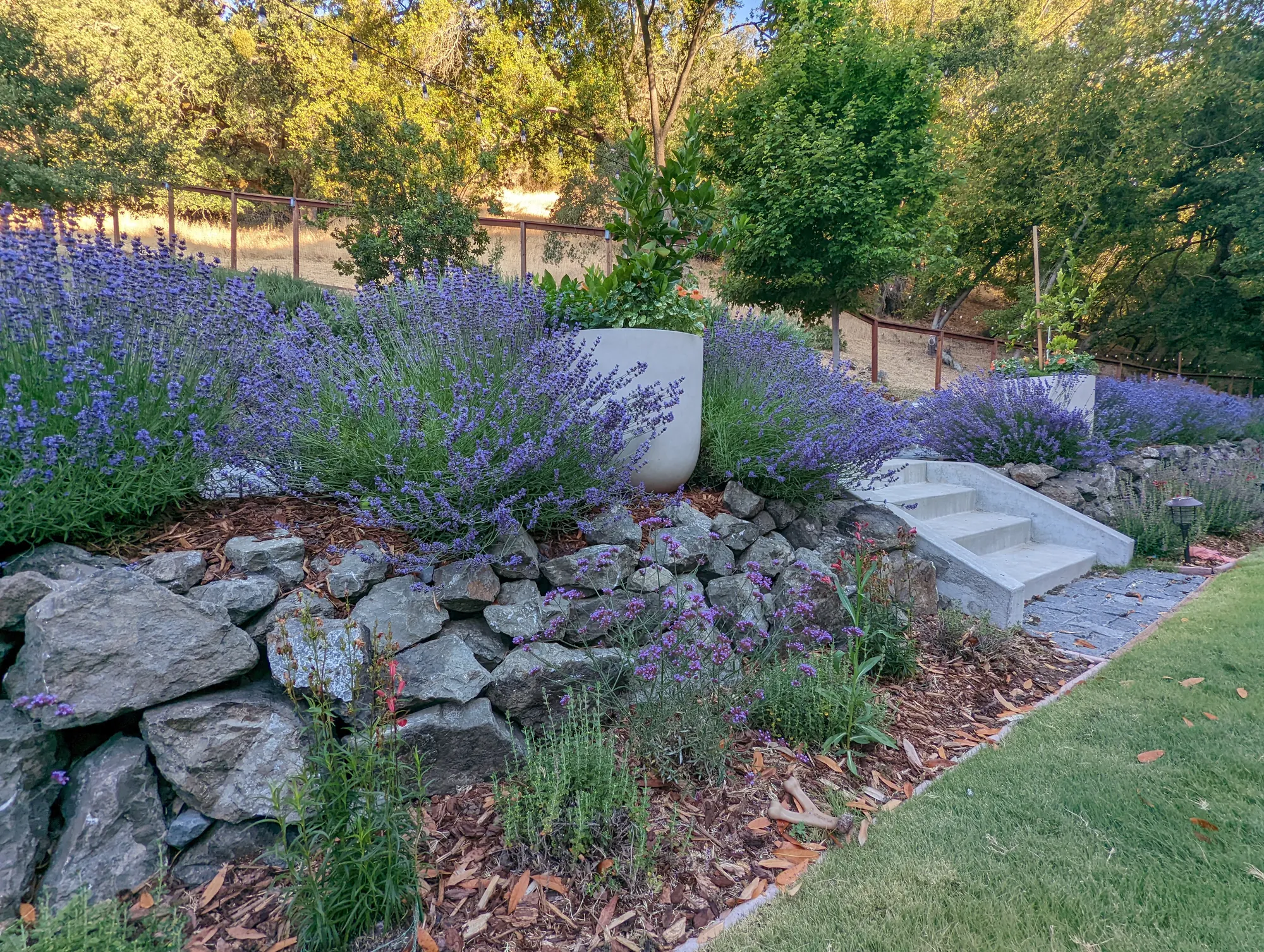 Lavender terrace in bloom along the garden's edge