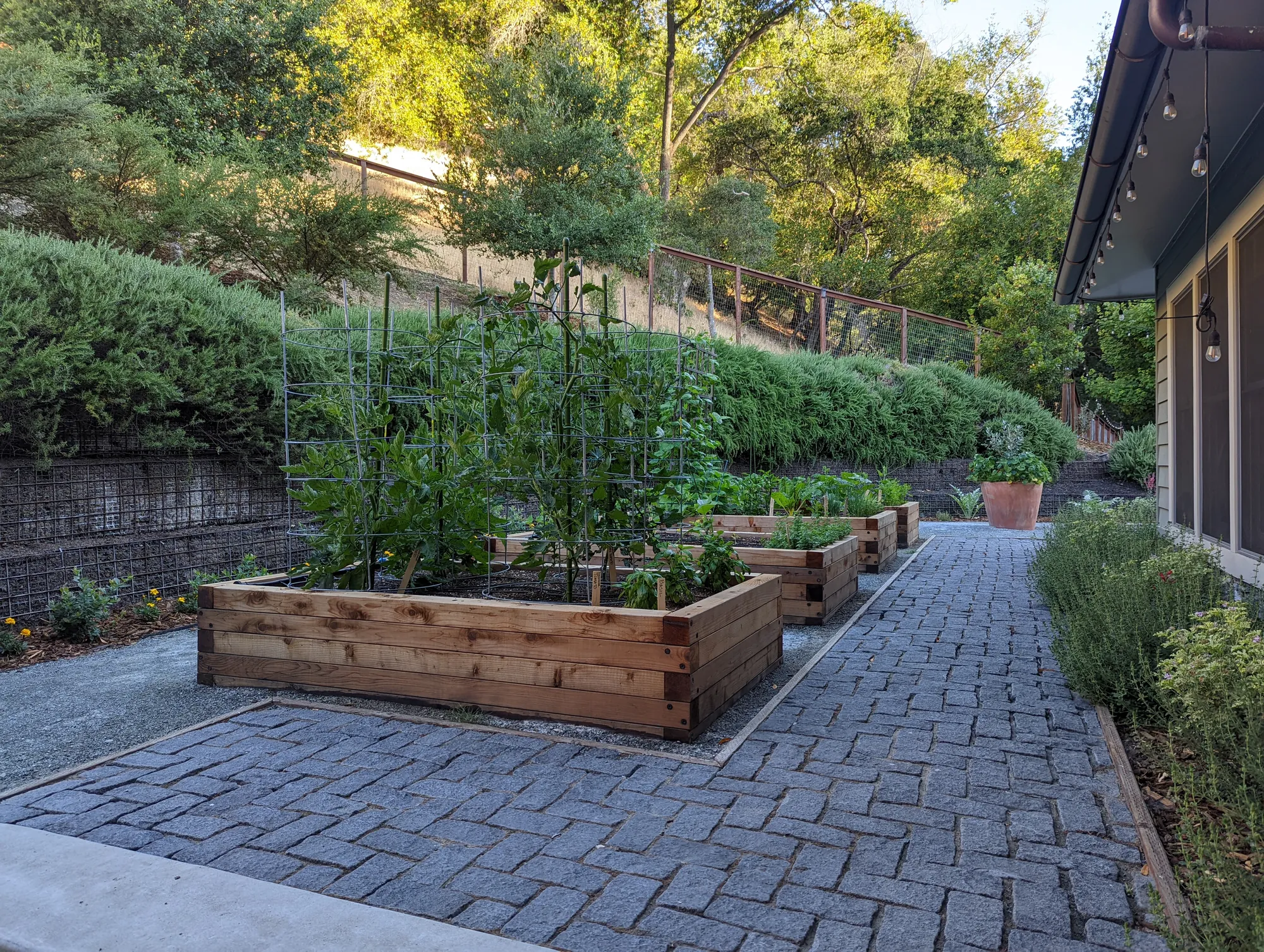 Lafayette edible garden — redwood raised beds full of tomatoes along a cobblestone path with a rosemary hedge and oak woodland in warm afternoon light