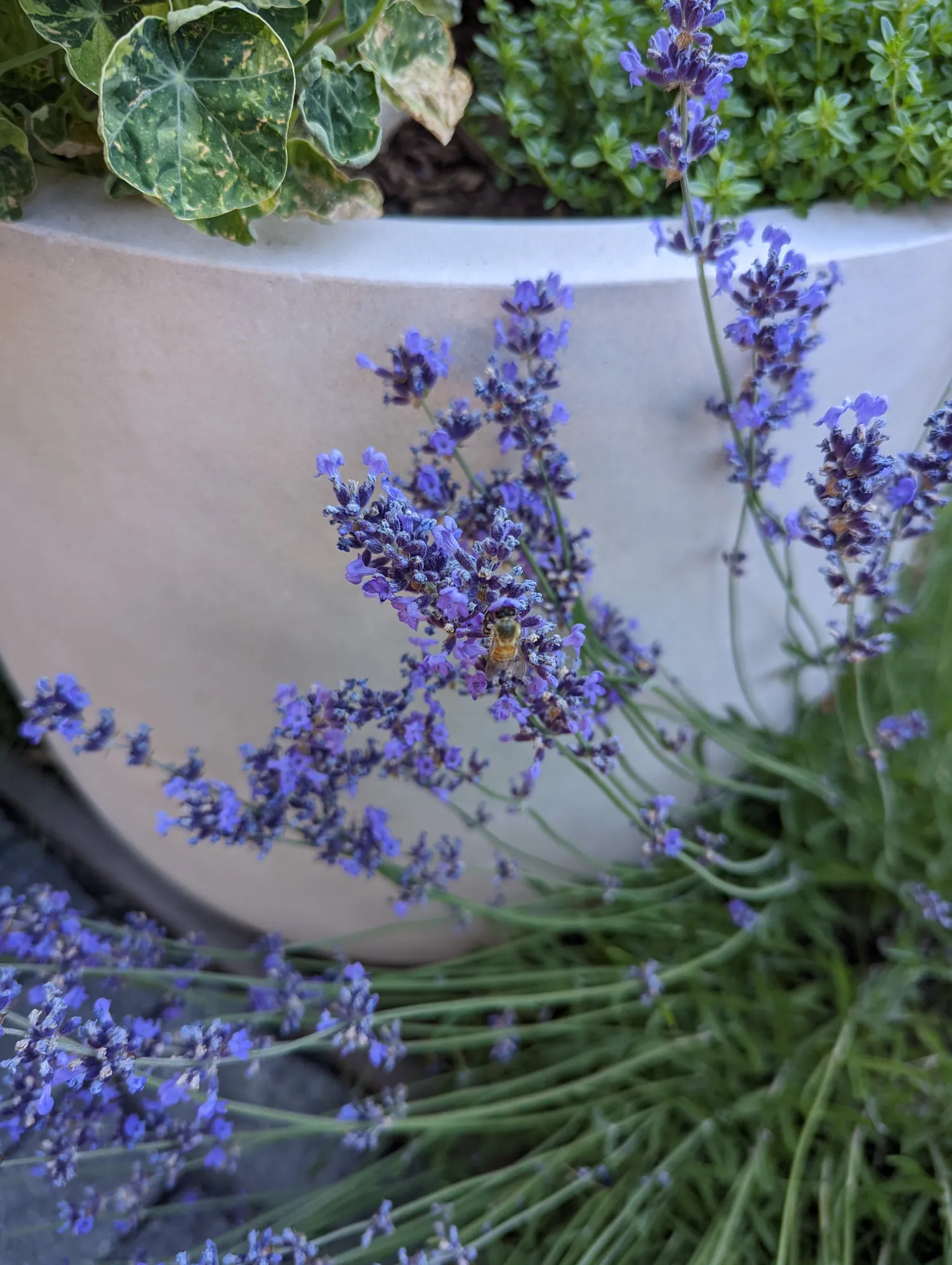 Lavender in bloom beside a white planter