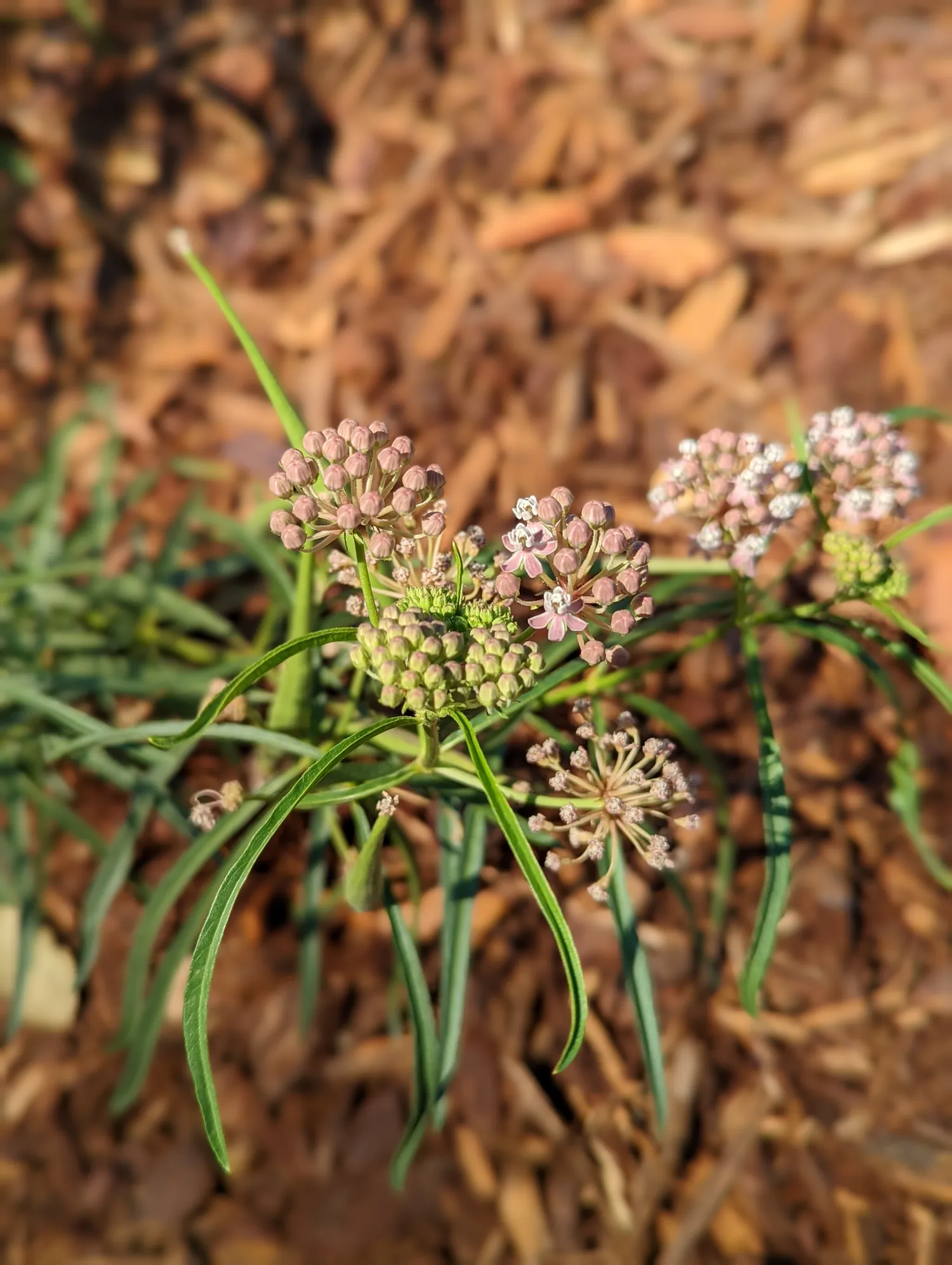 Milkweed in bloom, planted for the monarchs
