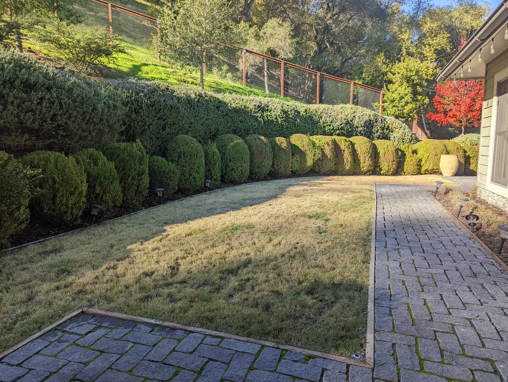 Before — the side corridor in November, thin dry grass between the cobble path and the clipped hedge, deer fence and hillside above