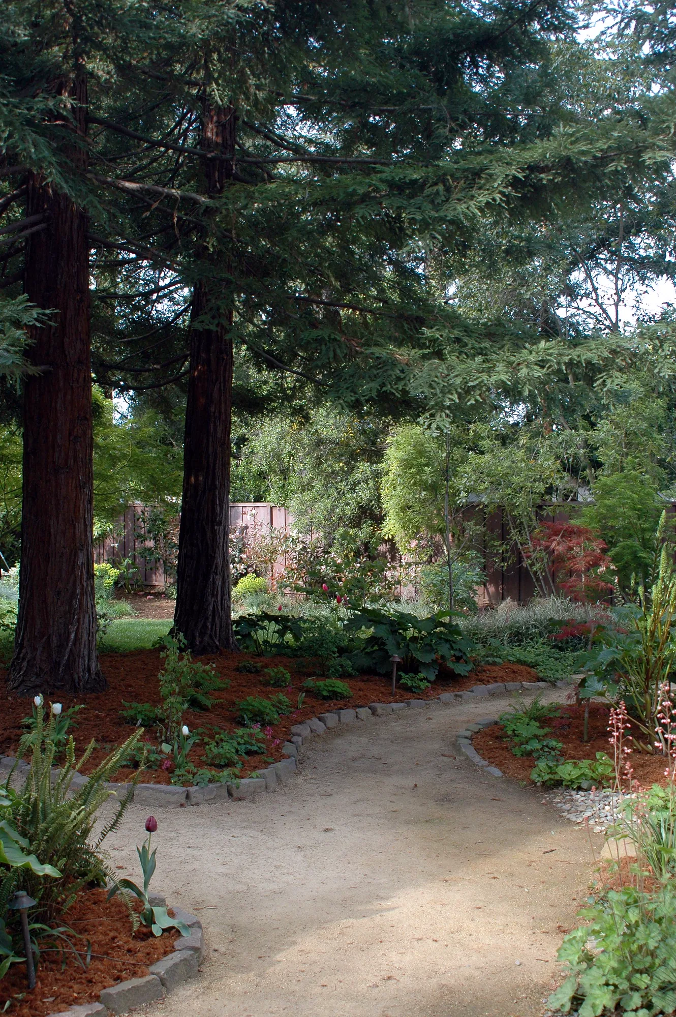 Los Altos family garden — a decomposed-granite path under mature redwoods, white calla lilies in flower along its edge