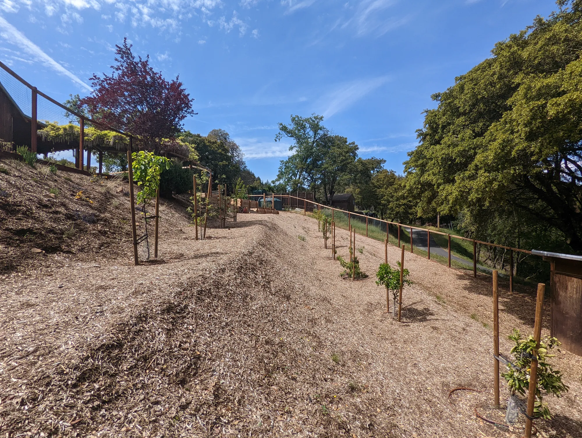 Young fruit trees staked along the fenced slope