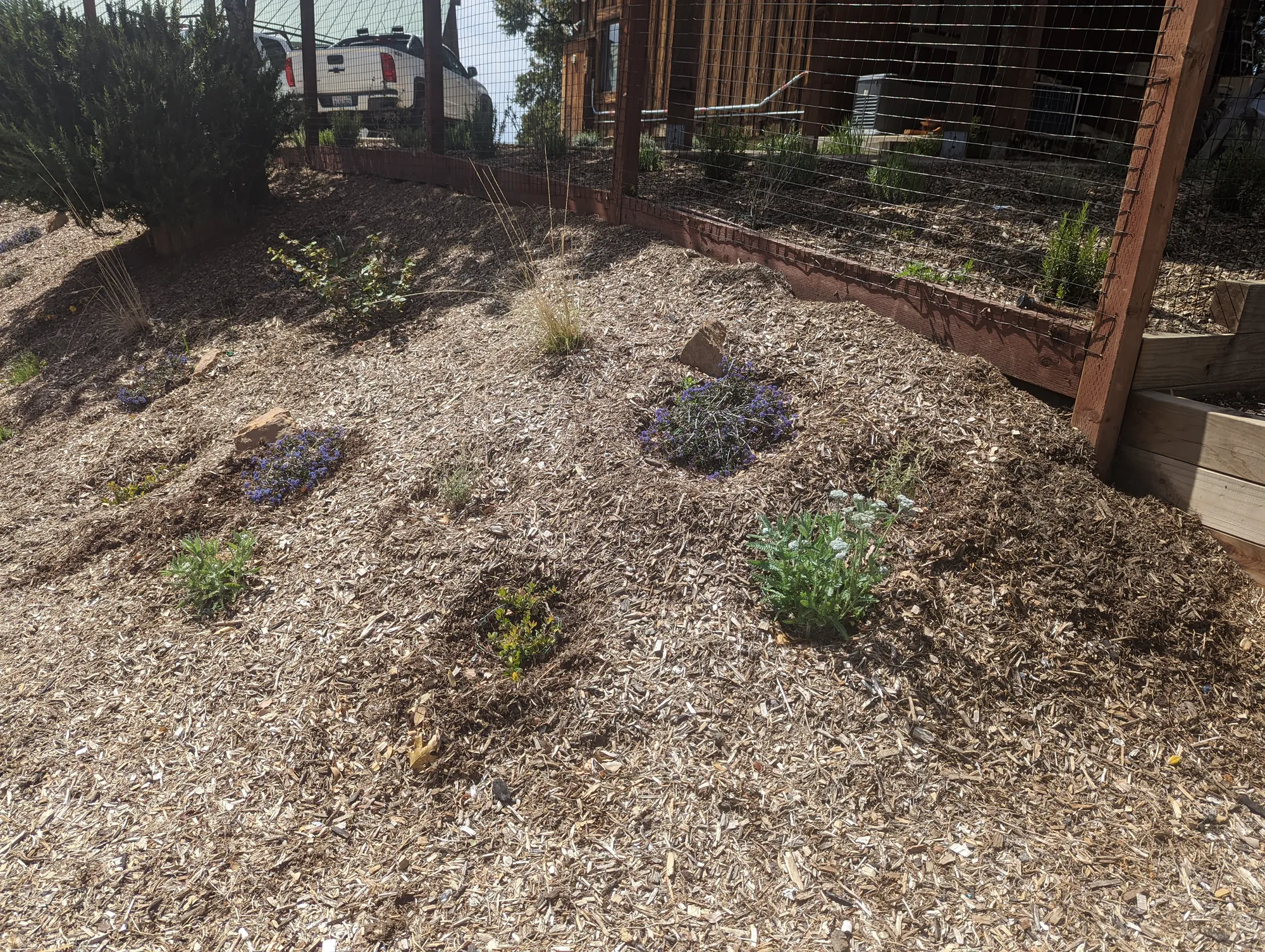 Young planting along a mulched terrace edge beside the deer fence