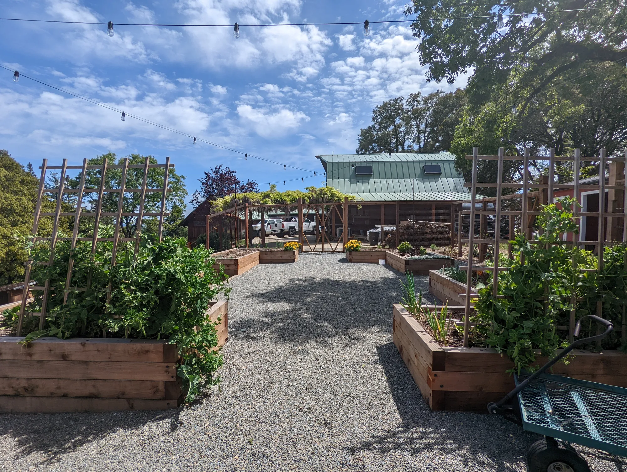 Los Gatos edible garden — a gravel path between raised beds under lush pea-vine trellises and string lights