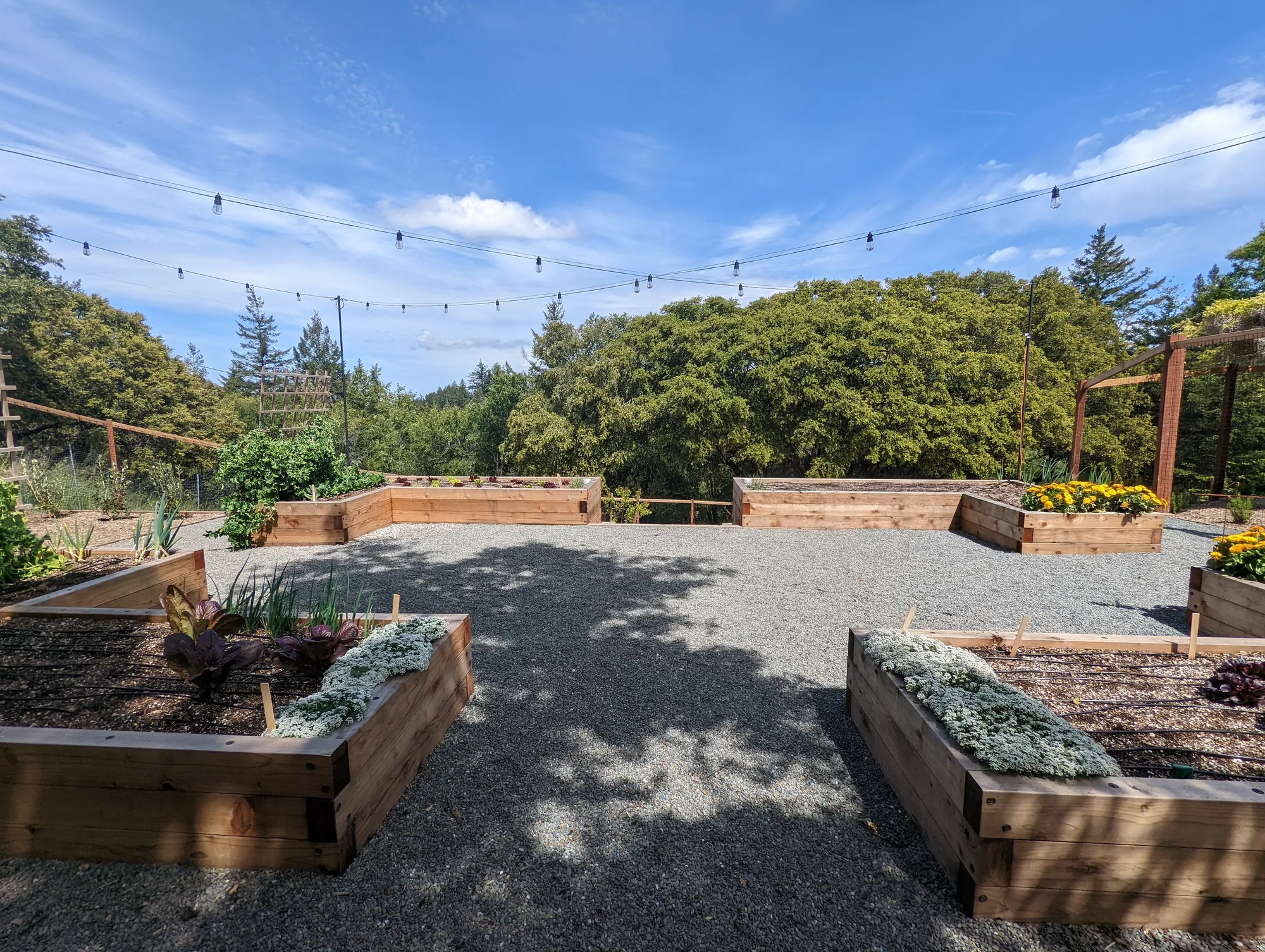 Raised beds in their first season, gravel paths between, lights strung overhead