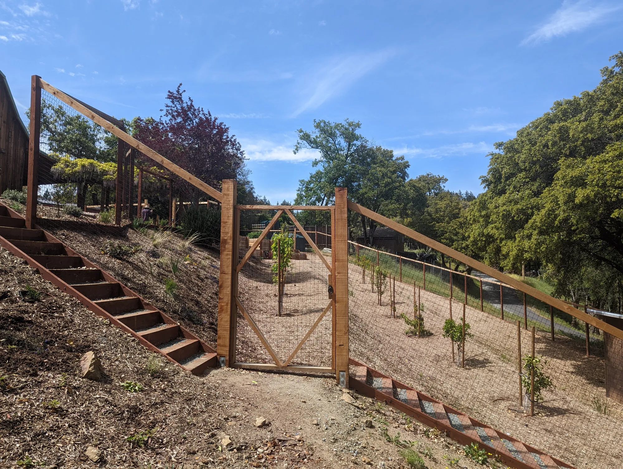 Stairs and a gate in the deer fence, stepping down the slope to the young orchard