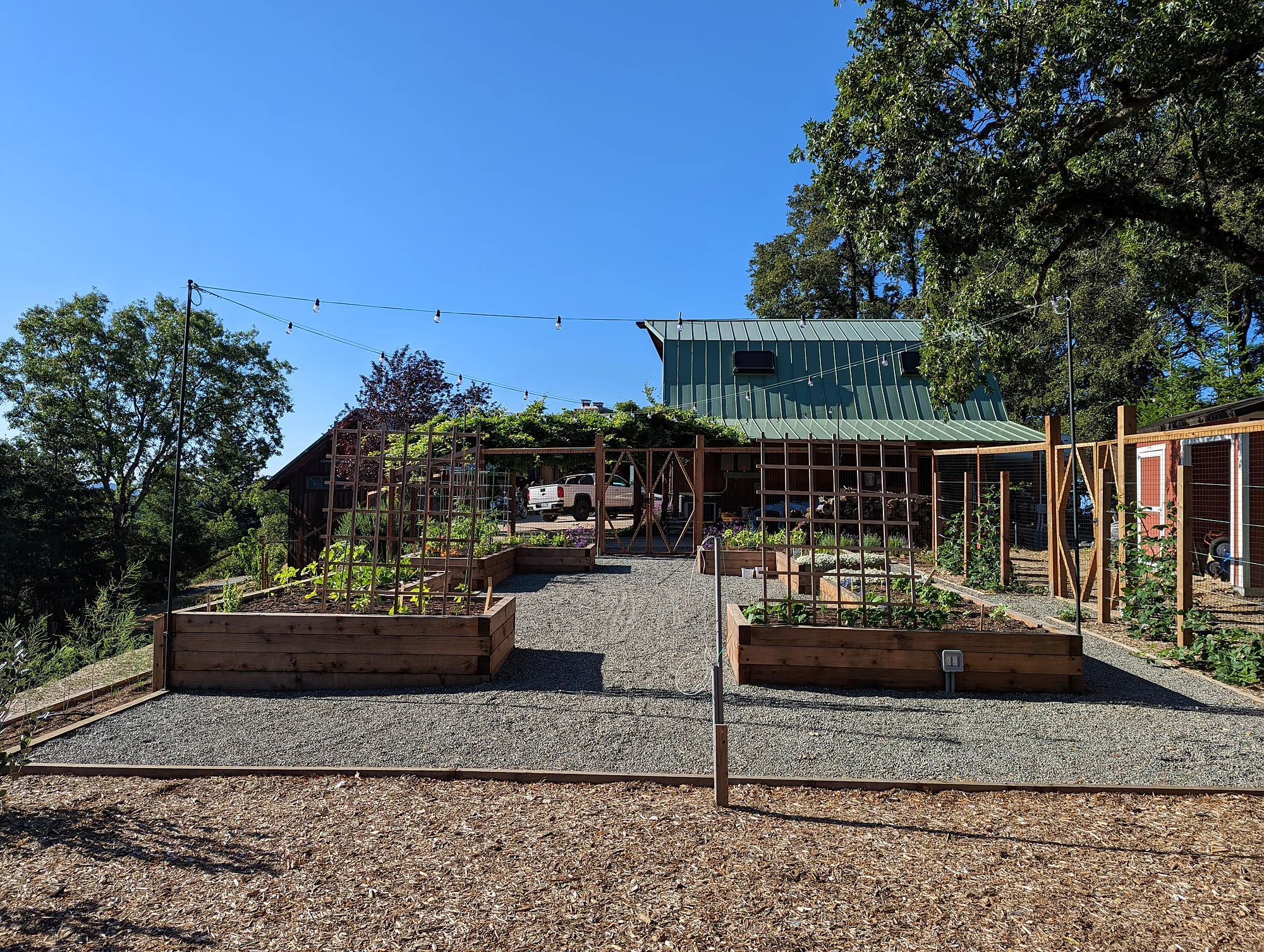 Los Gatos edible garden — timber raised beds inside the deer fence, string lights overhead, the green-roofed barn beyond