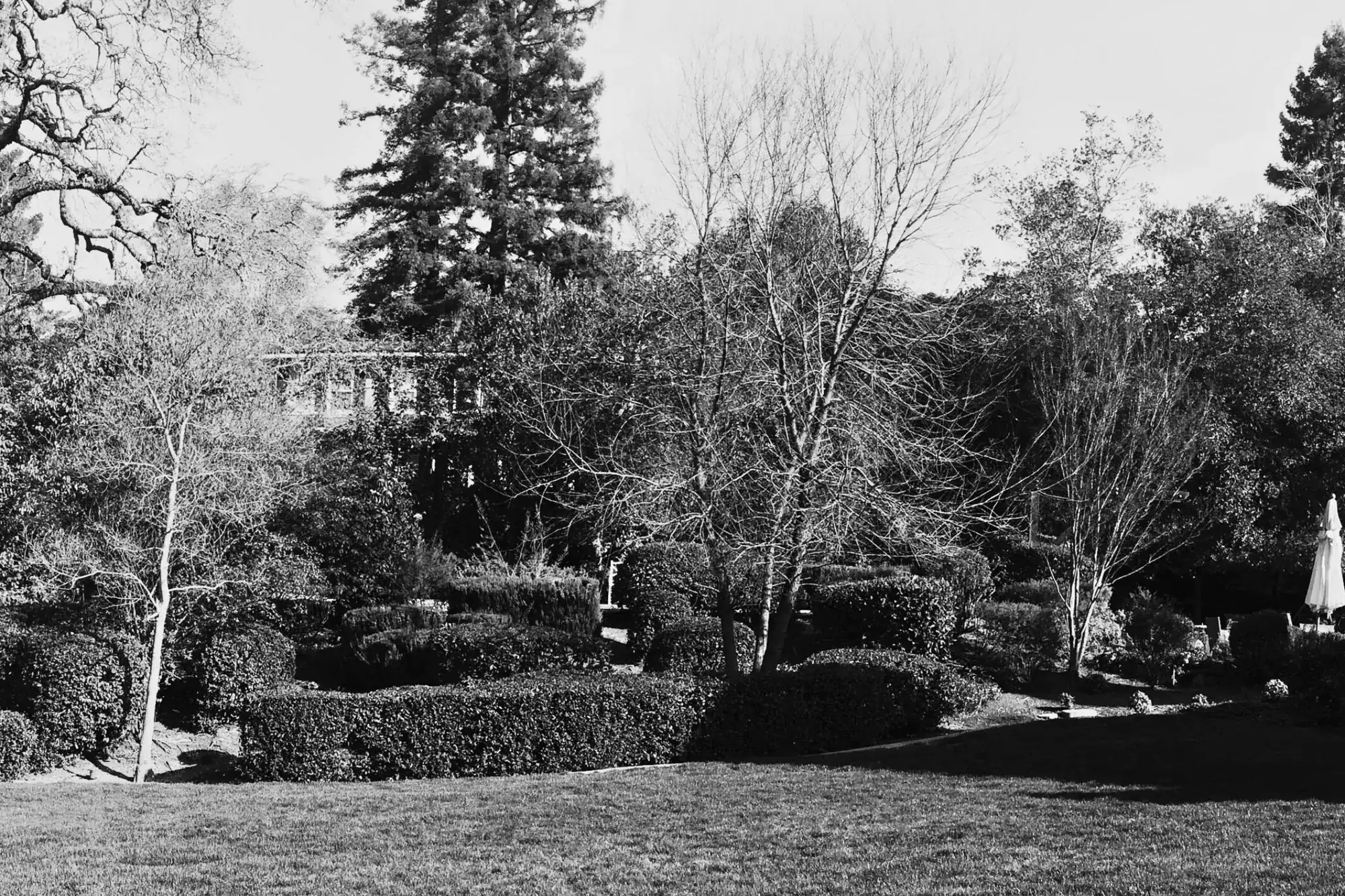 Before — the slope above the lawn in clipped shrubs and bare trees, with no path through it