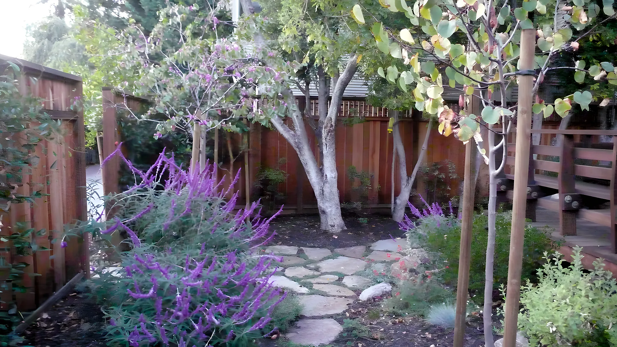 Palo Alto Craftsman — the back garden looking toward the deck, Mexican sage in bloom under the young birches