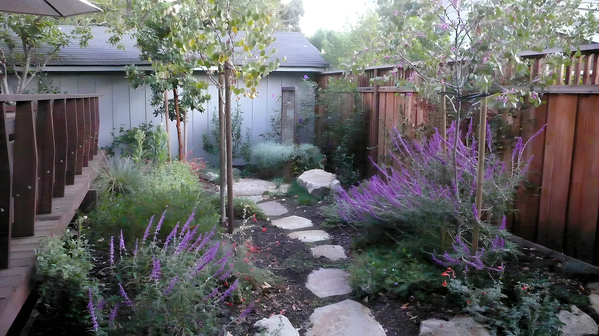 Palo Alto Craftsman — the back garden path toward the shed in October, Mexican sage in purple bloom on both sides, young birches and a boulder