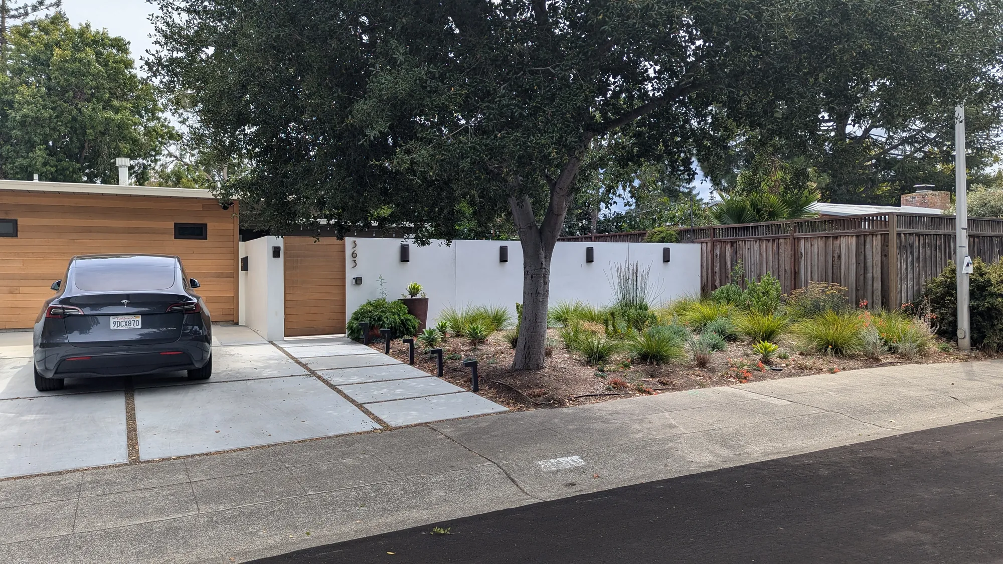 Palo Alto Eichler — the front yard from the street, drought-tolerant planting established beneath the coast live oak