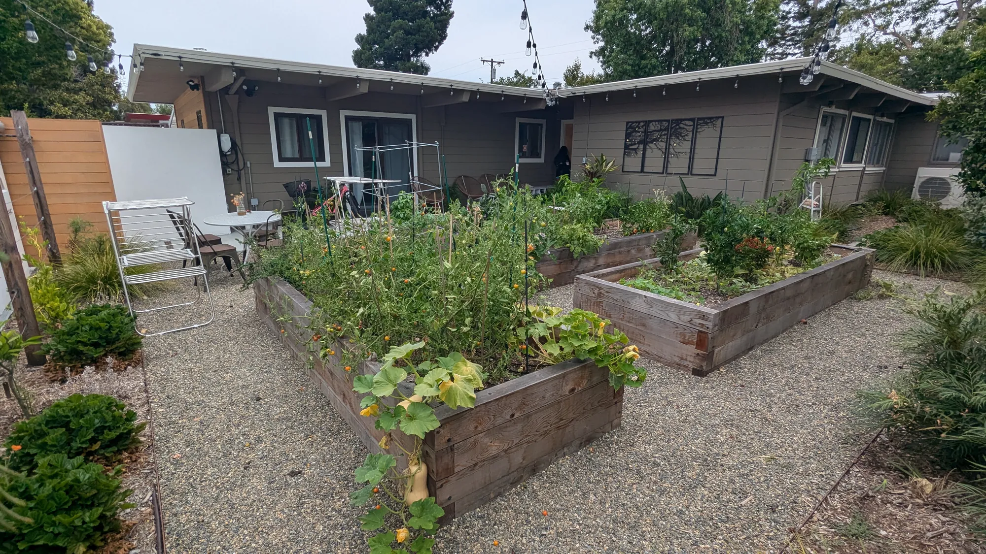 The edible garden behind the wall — raised beds in full production