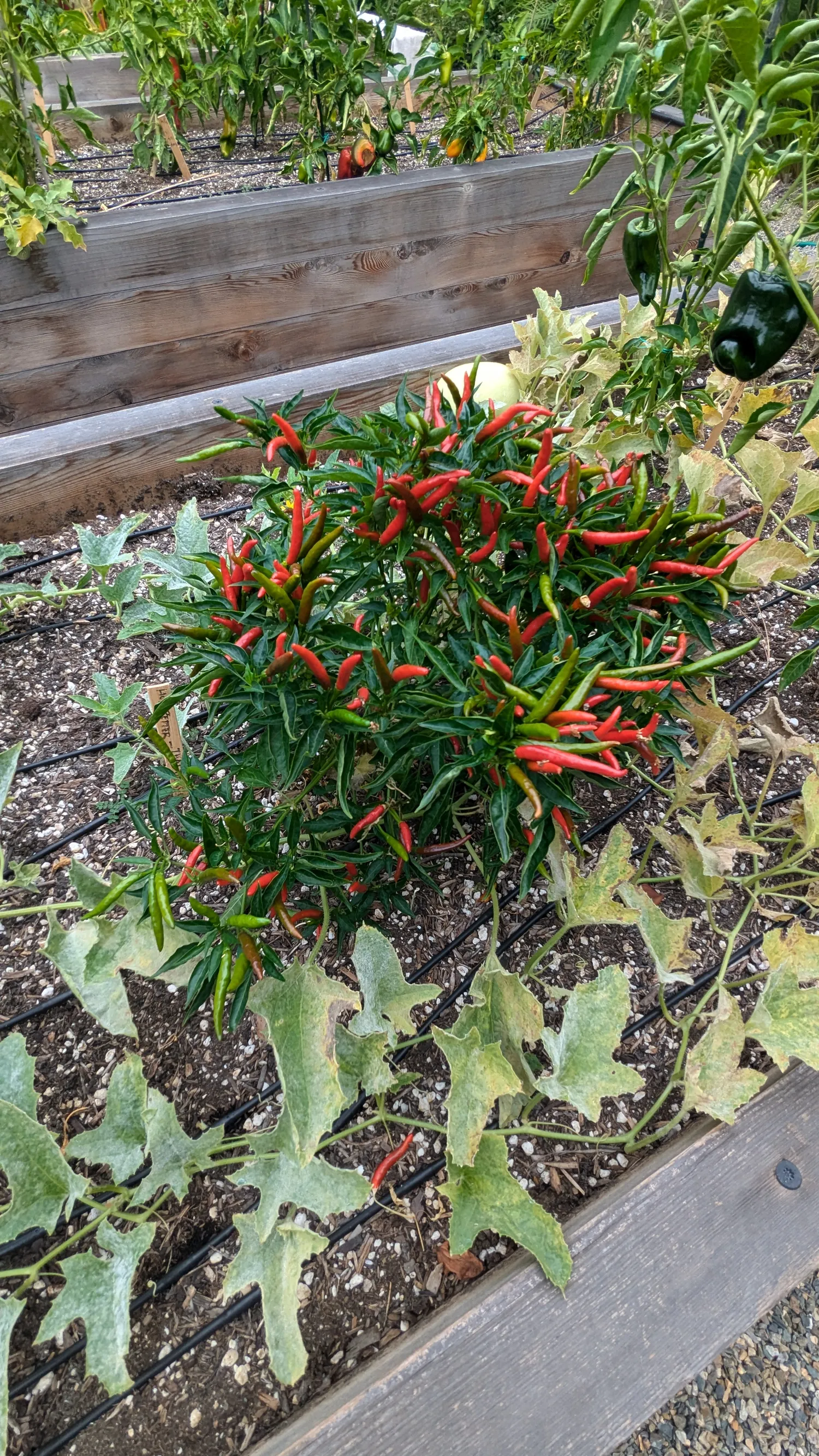 Chiles ripening red and green in one of the raised beds