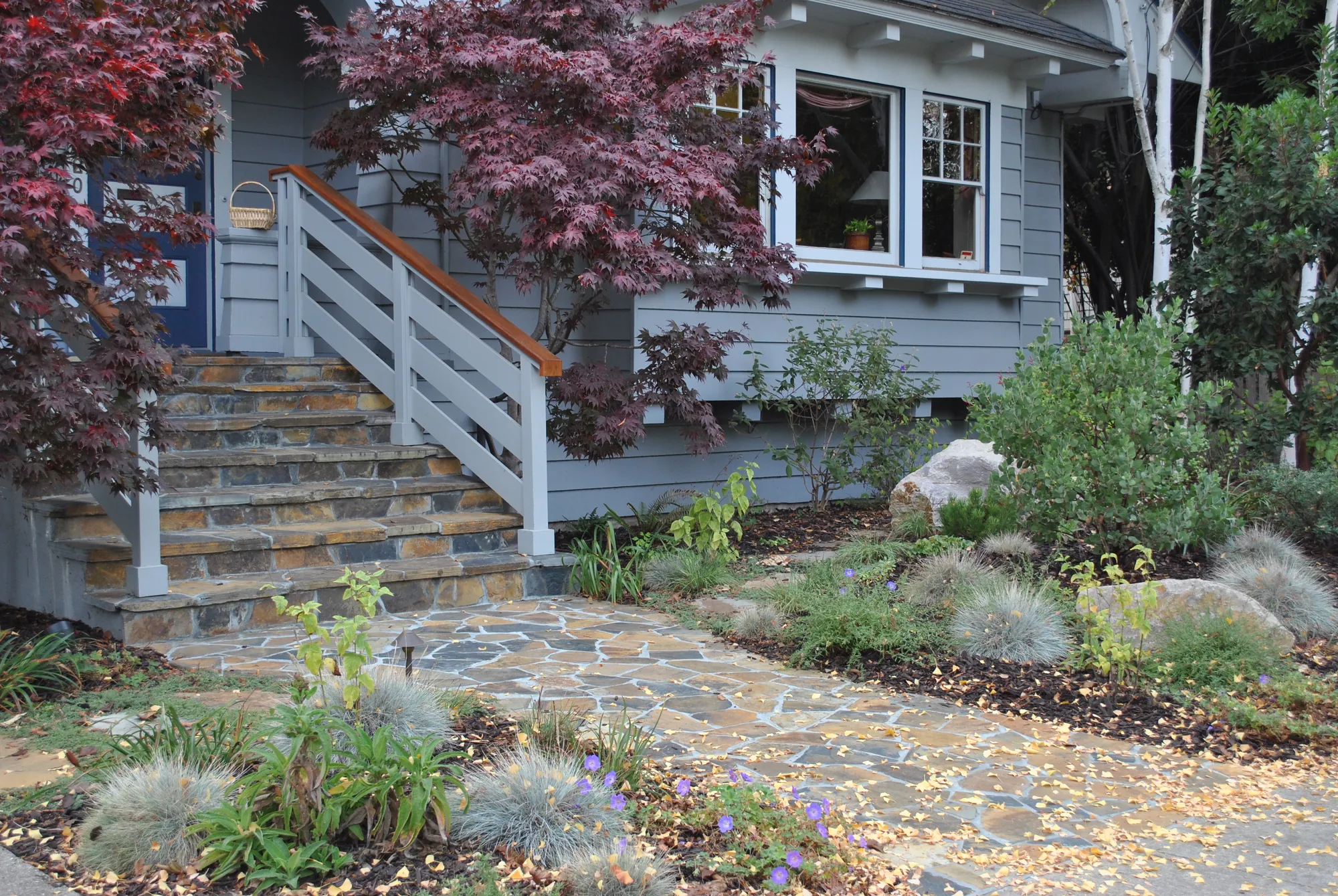 Palo Alto Craftsman — the rebuilt entry walk approaching the gray Craftsman house through the native garden