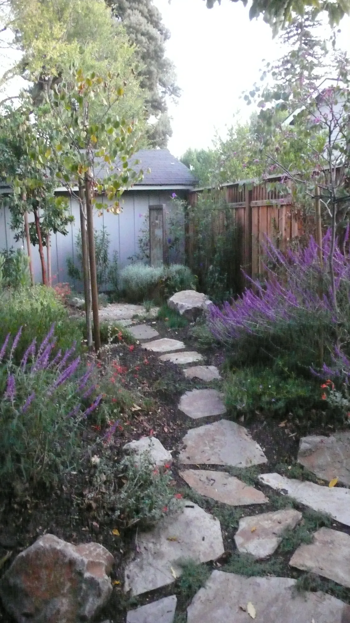 Flagstone path stepping through groundcover and native planting