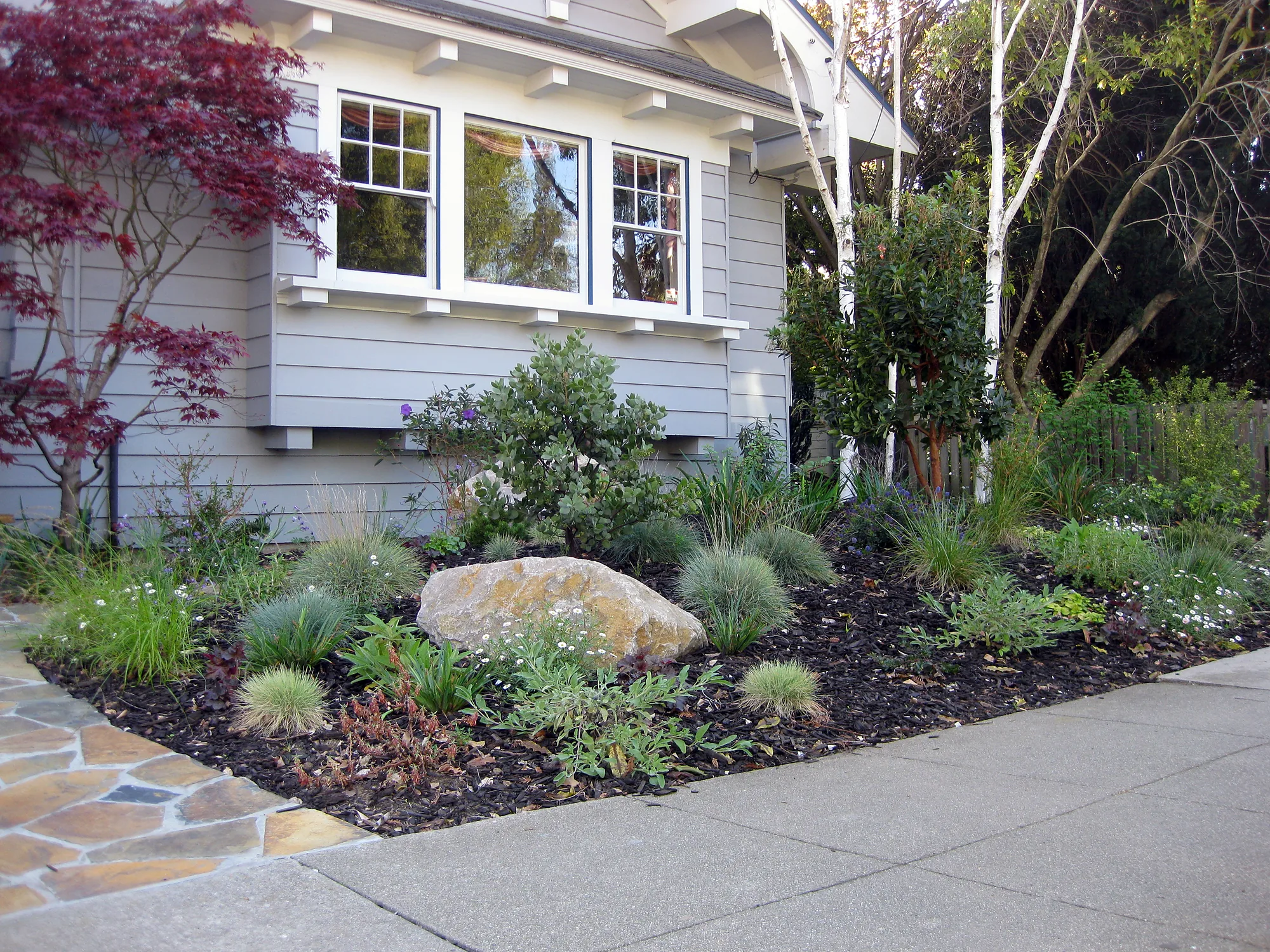 Palo Alto Craftsman from the sidewalk: the stone steps and walk, natives, grasses and a boulder where the lawn was