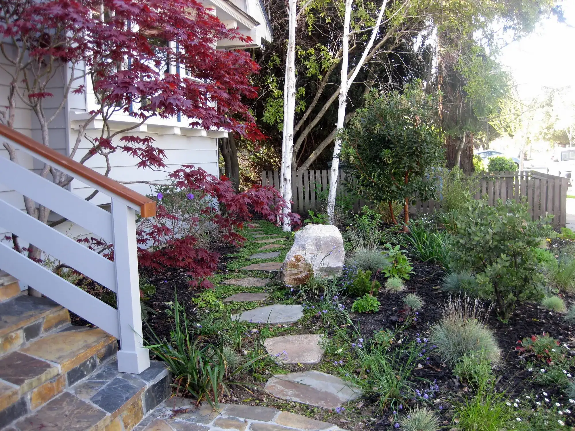 Palo Alto Craftsman front garden — red Japanese maples and birches over a flagstone path through native planting
