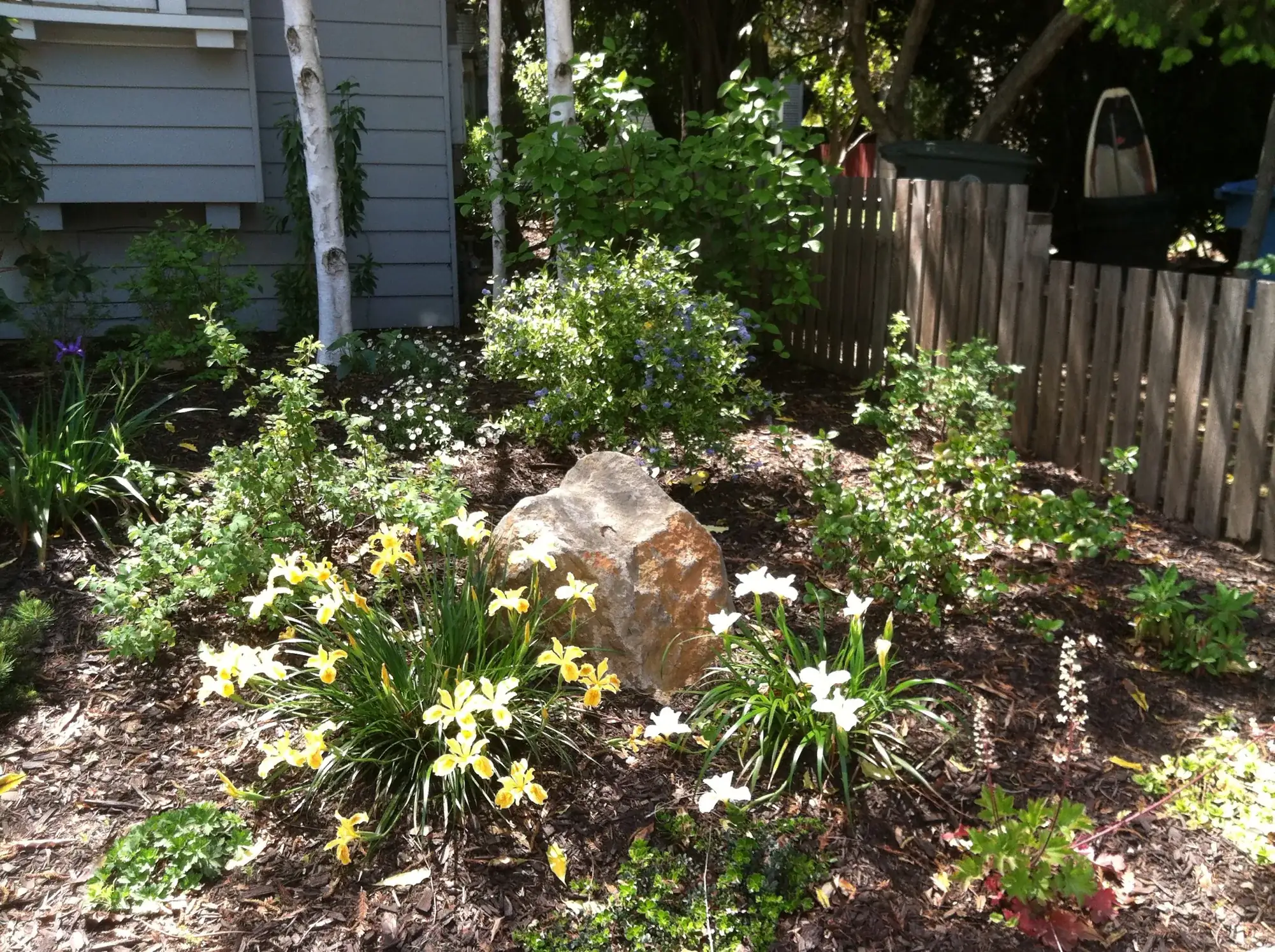 After — the native garden filling the former front lawn