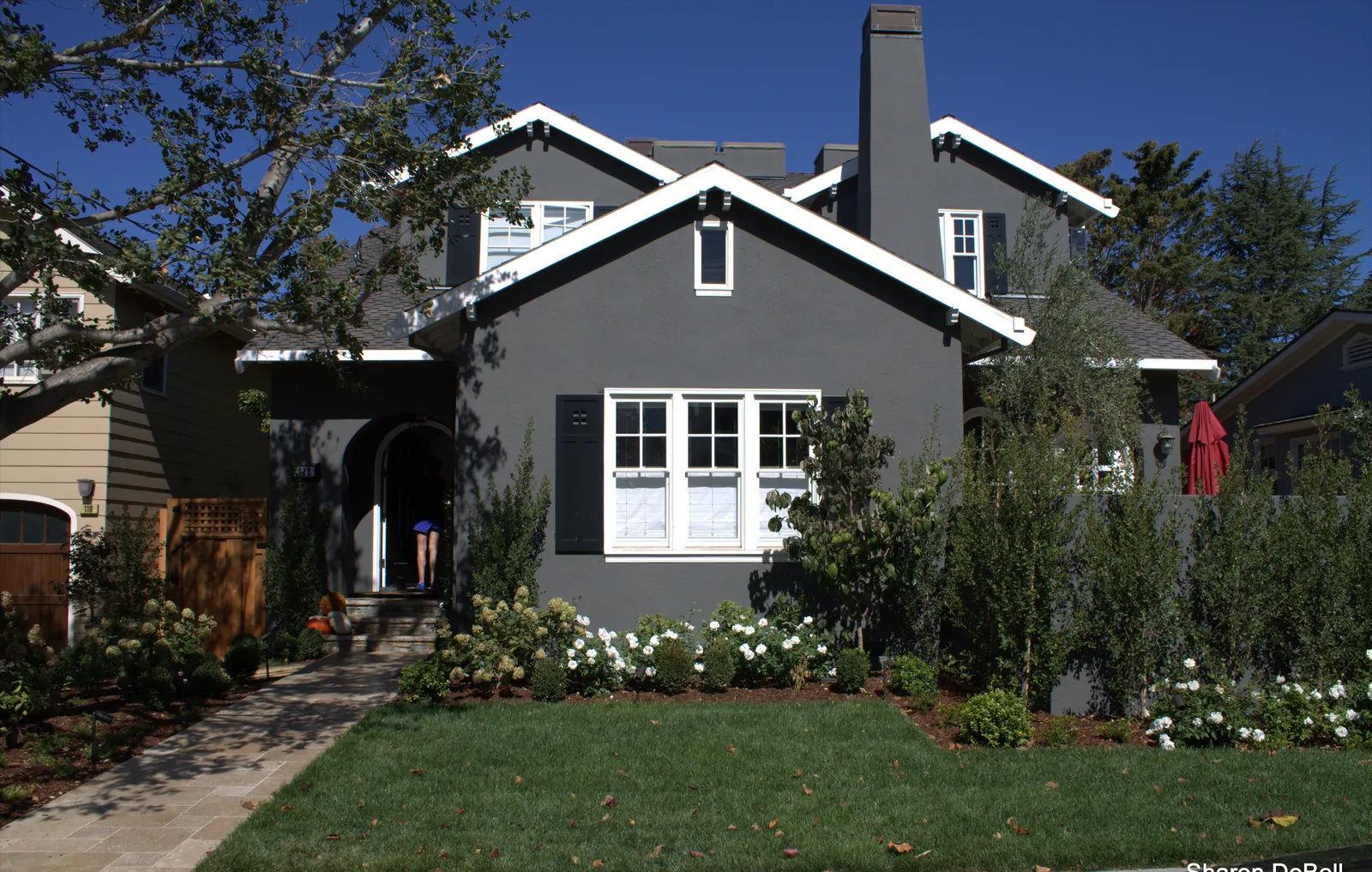 Burlingame Residence — a gray Craftsman behind a new front lawn edged with white roses, hydrangeas, and a young olive screen