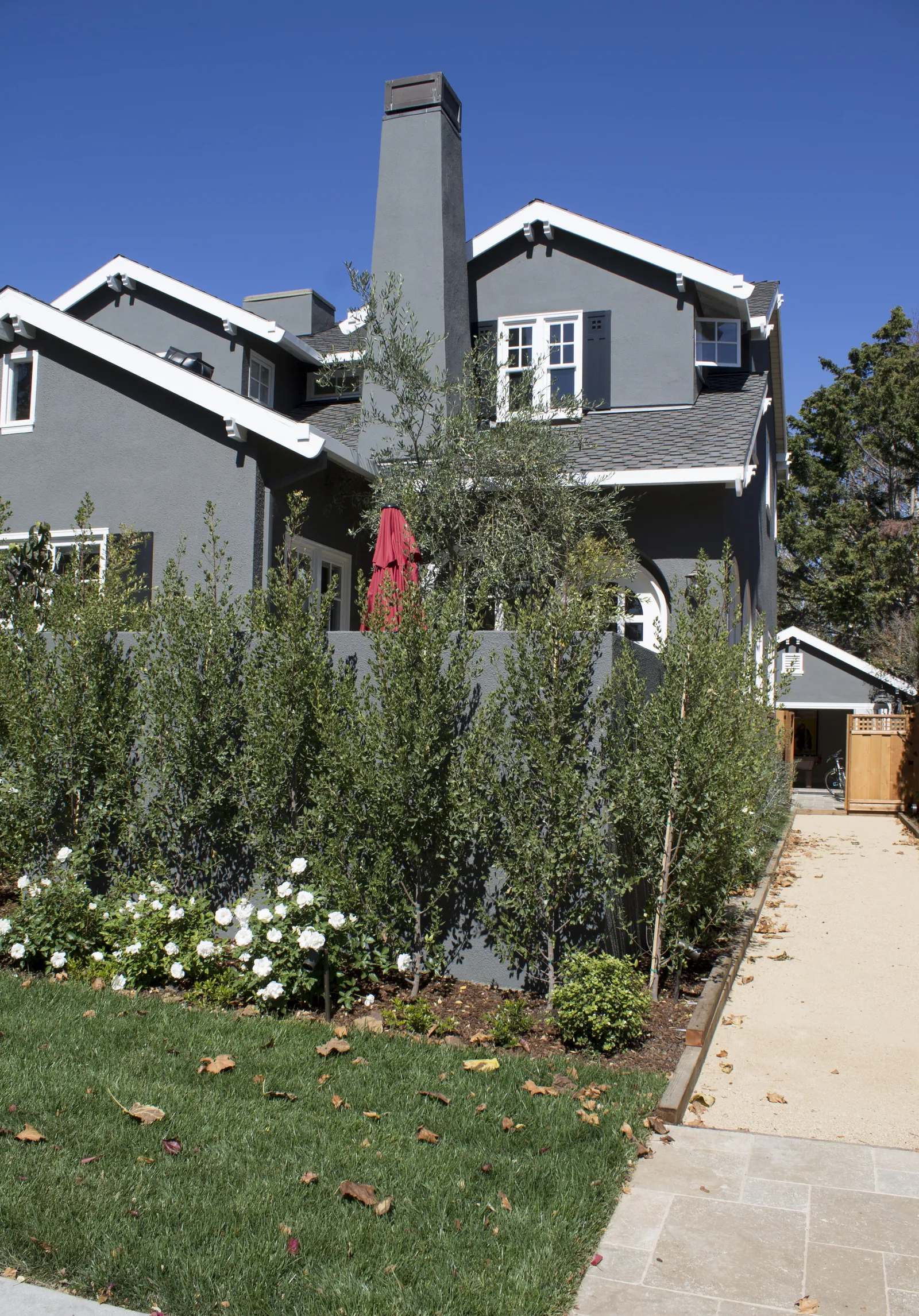 A screen of young olive trees and iceberg roses along the front patio wall