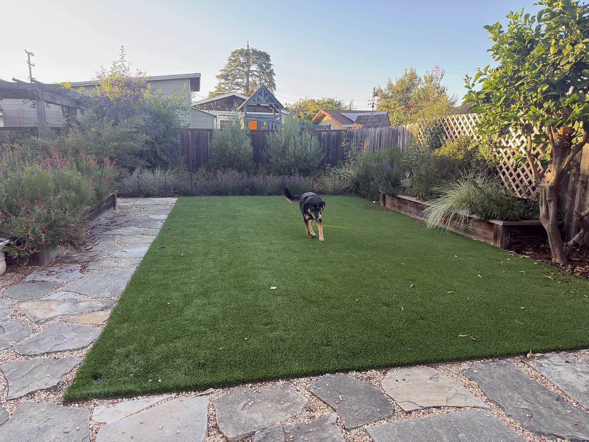 San Leandro Residence — the backyard grown in: the owners’ dog on the lawn, pollinator beds and the trellis screen along the fences, at evening