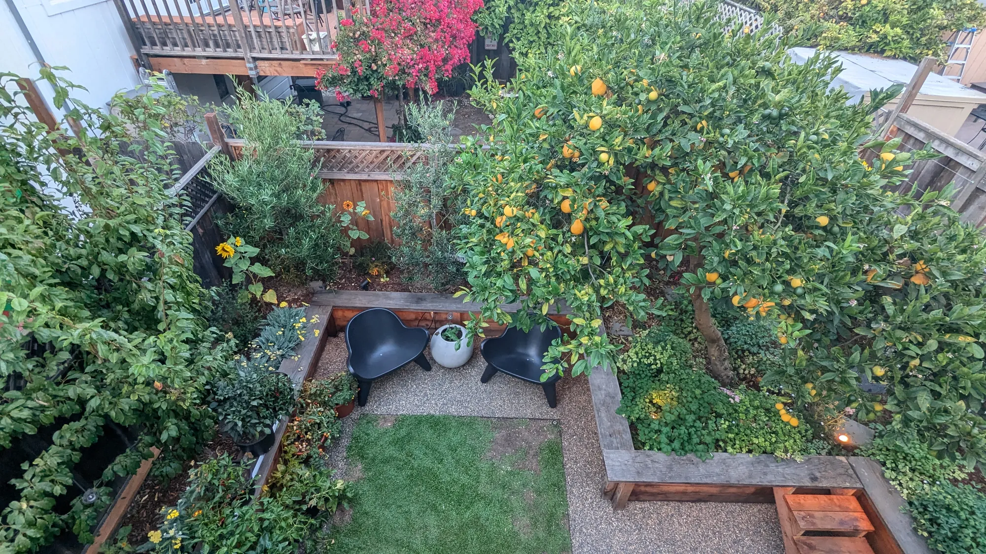 Looking down into the Mission District backyard — a small city lot with a fruit-laden citrus tree, timber bench seating, gravel, a square of lawn, and raised edible beds around the edges