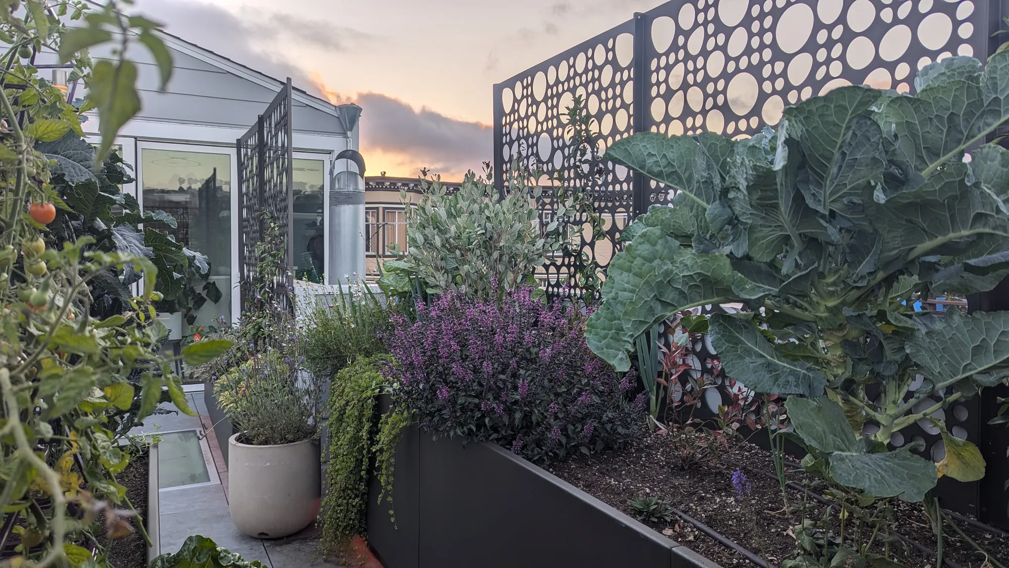 San Francisco rooftop edible garden at dusk — raised planters of kale, broccoli, and herbs behind perforated bubble screens, city rooftops and a sunset sky beyond