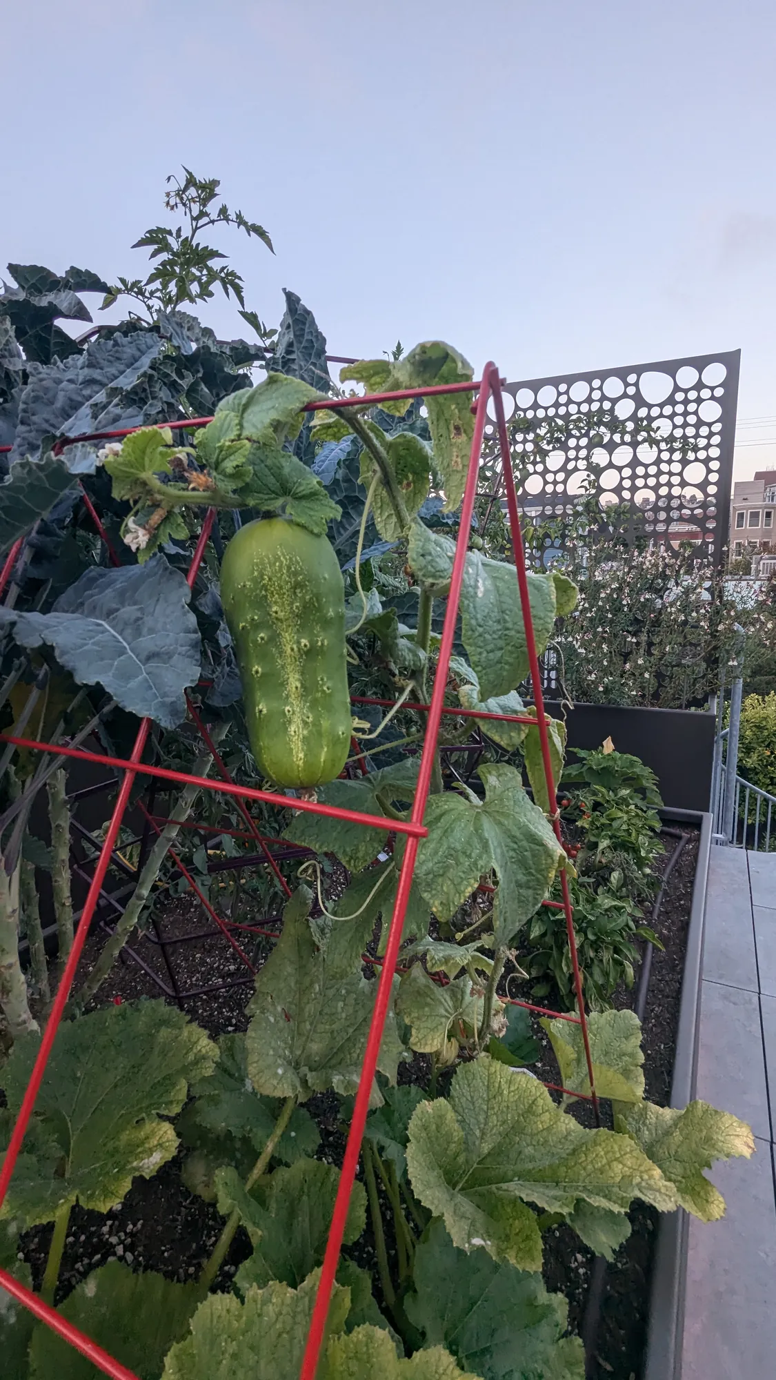San Francisco rooftop edible garden — cucumber vines trained up a red trellis
