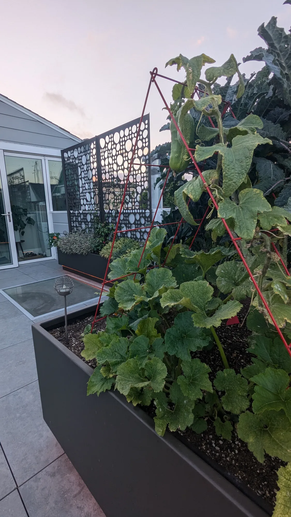 San Francisco rooftop edible garden — leafy edible planting spilling over a planter edge, a laser-cut screen beyond