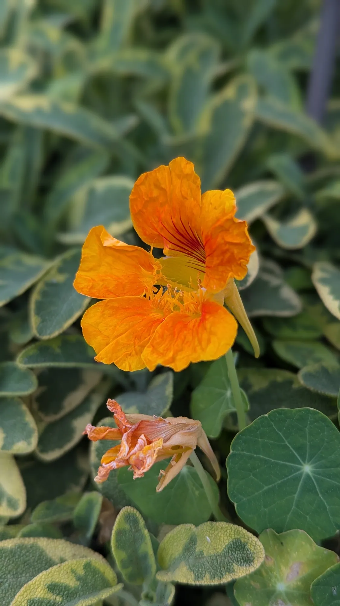 San Francisco rooftop edible garden — orange nasturtium bloom in close detail among the edible planting