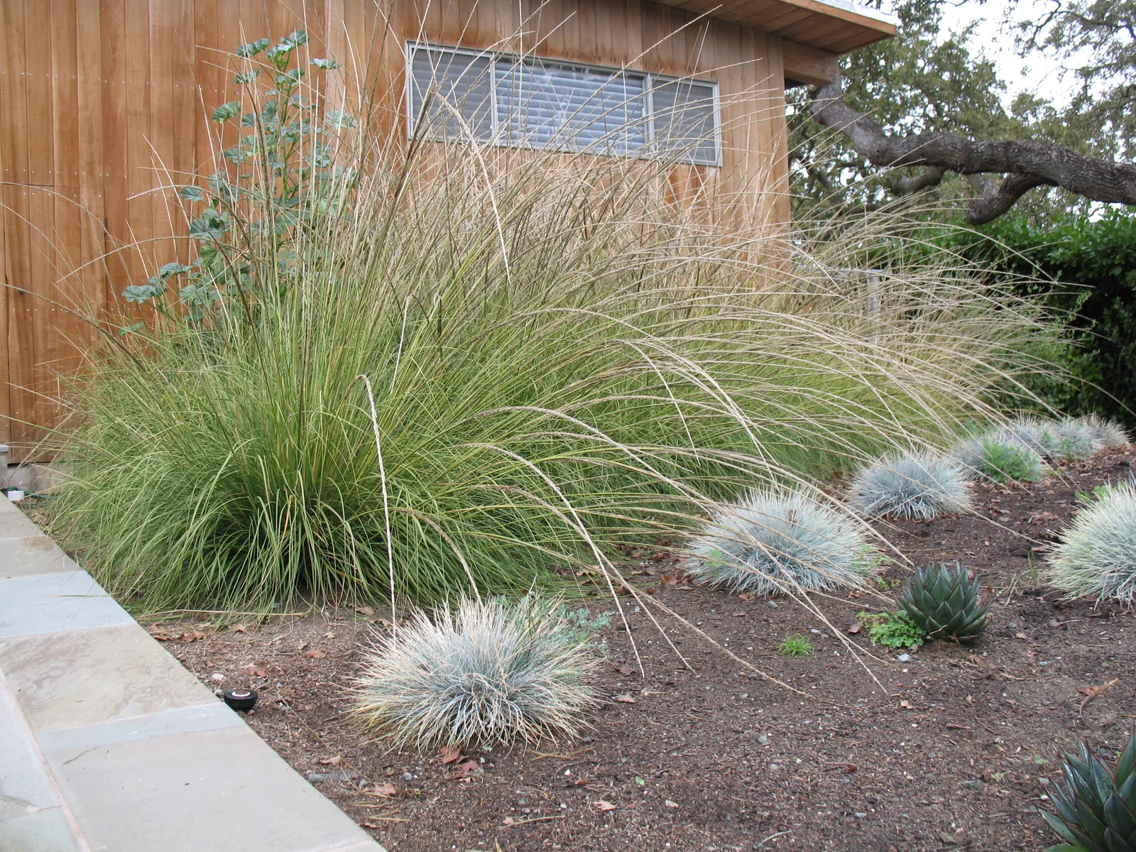 Deer grass in full seed head against the wood siding, silver-blue festuca and a bluestone edge below