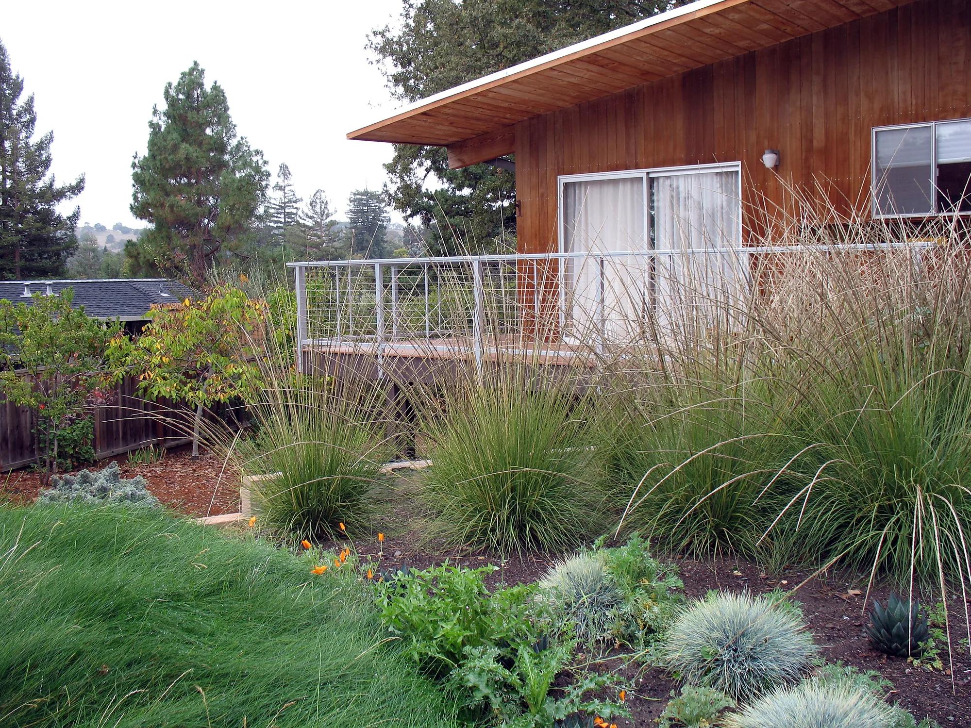 Grasses and low planting on the side slope below the deck, a band of orange poppies running through them