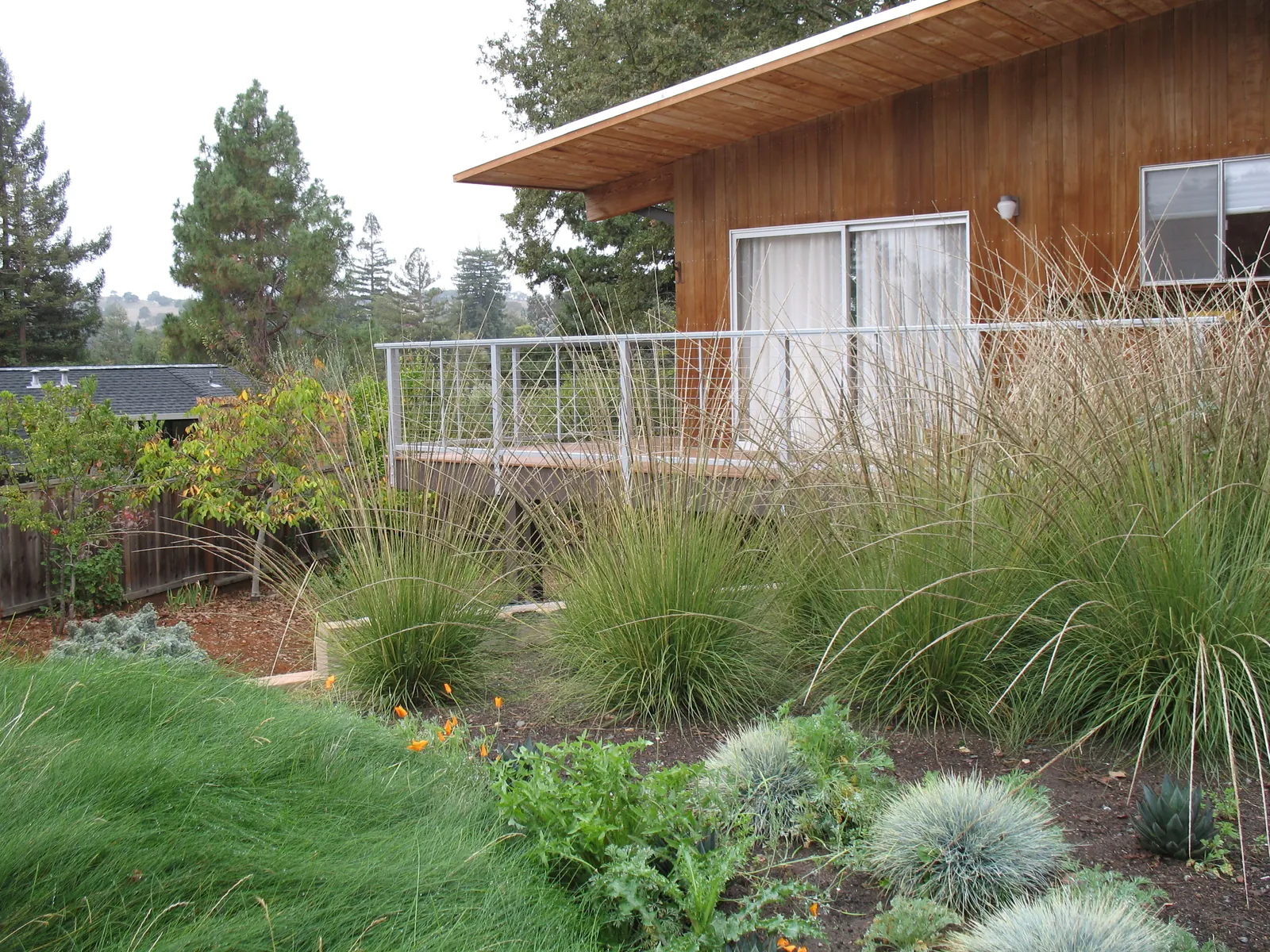 Grasses and low planting on the side slope below the deck, a band of orange flowers running through them