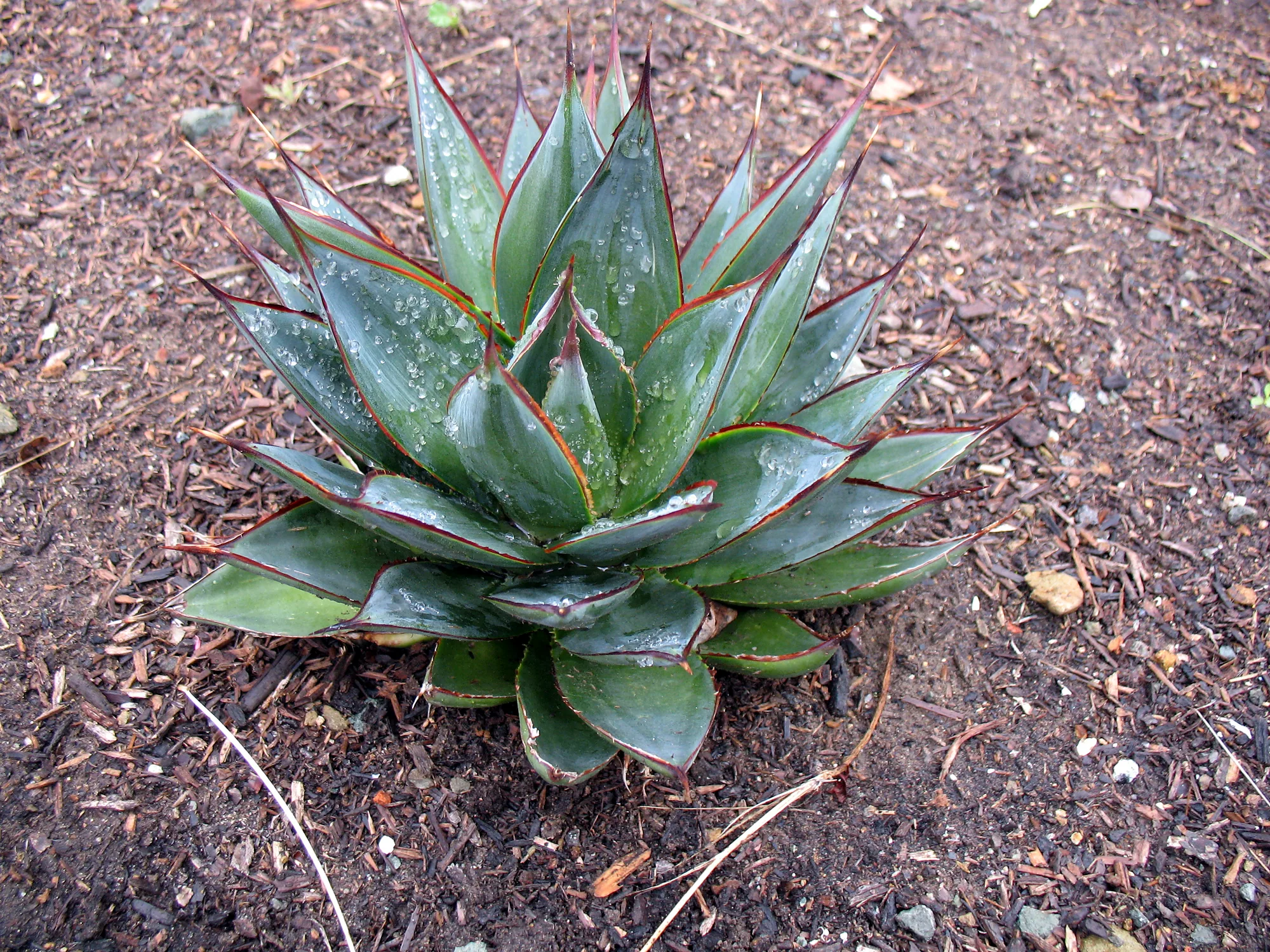 A single Agave ‘Blue Glow’ in bark mulch, blue-gray leaves edged in red