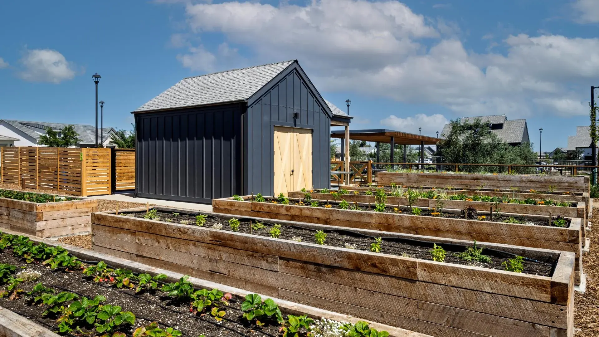 Tracy Lakes Agrihood — community-farm raised beds of strawberries, seedlings, and marigolds beside a board-and-batten shed