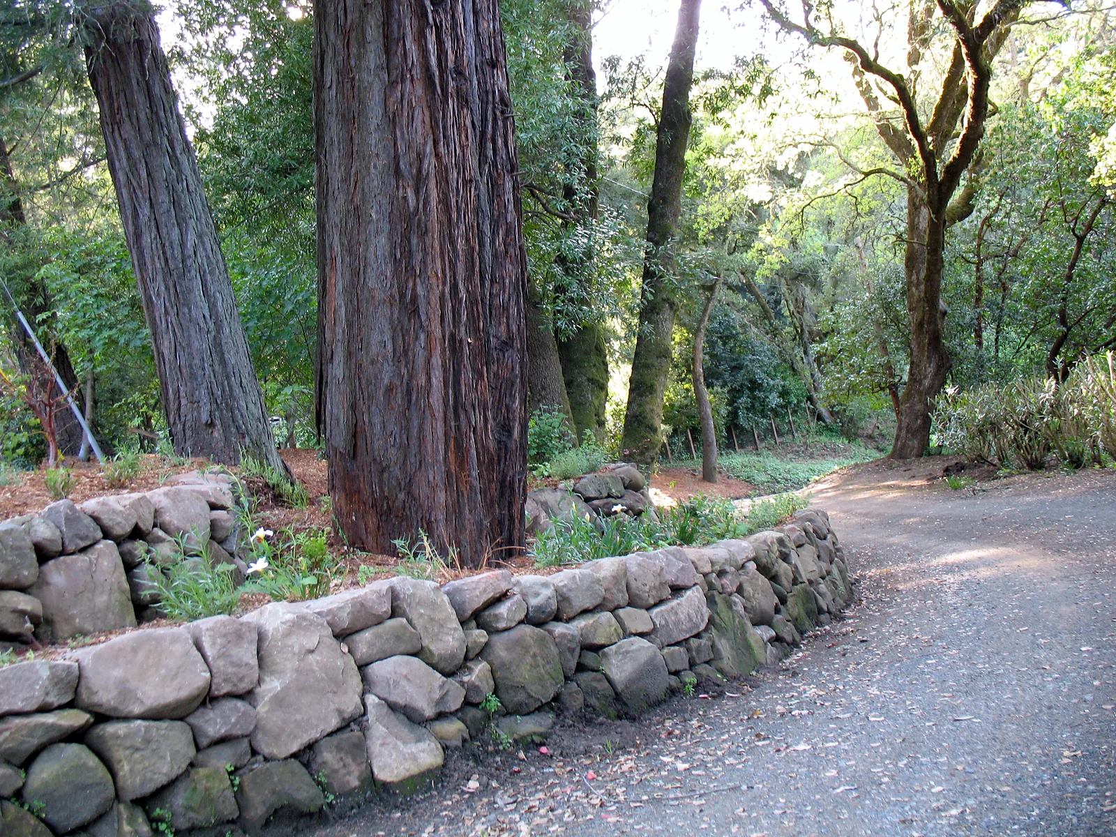 Woodside Woodland Garden — a dry-stacked stone wall curving with the drive beneath tall redwoods