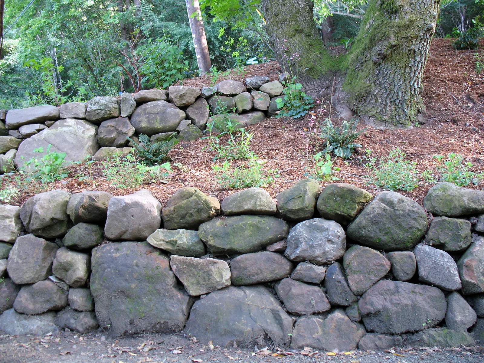 Two tiers of dry-stacked fieldstone wall stepping up a mulched slope under an oak