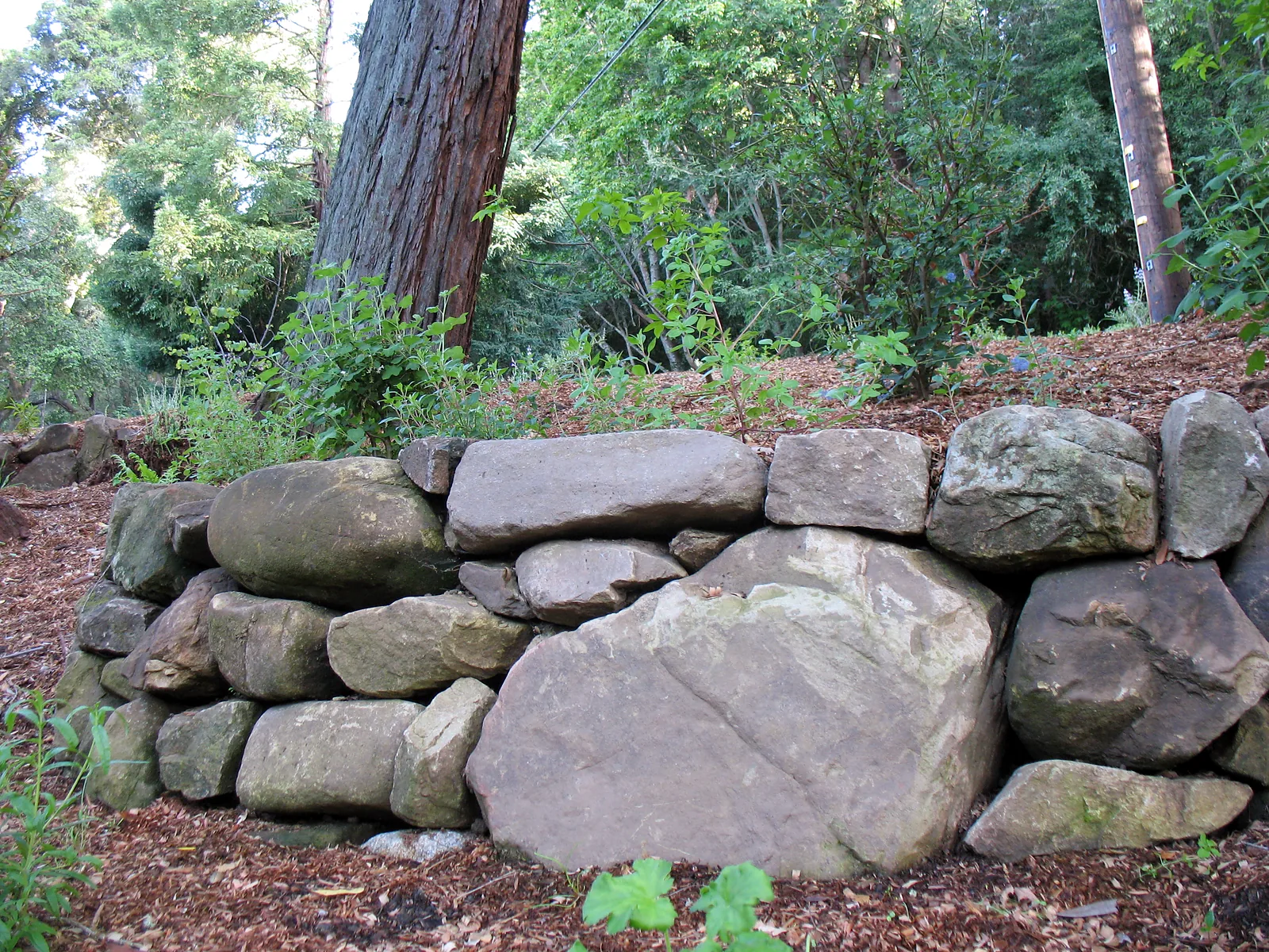 A large boulder set into a dry-stacked stone wall, a redwood trunk behind