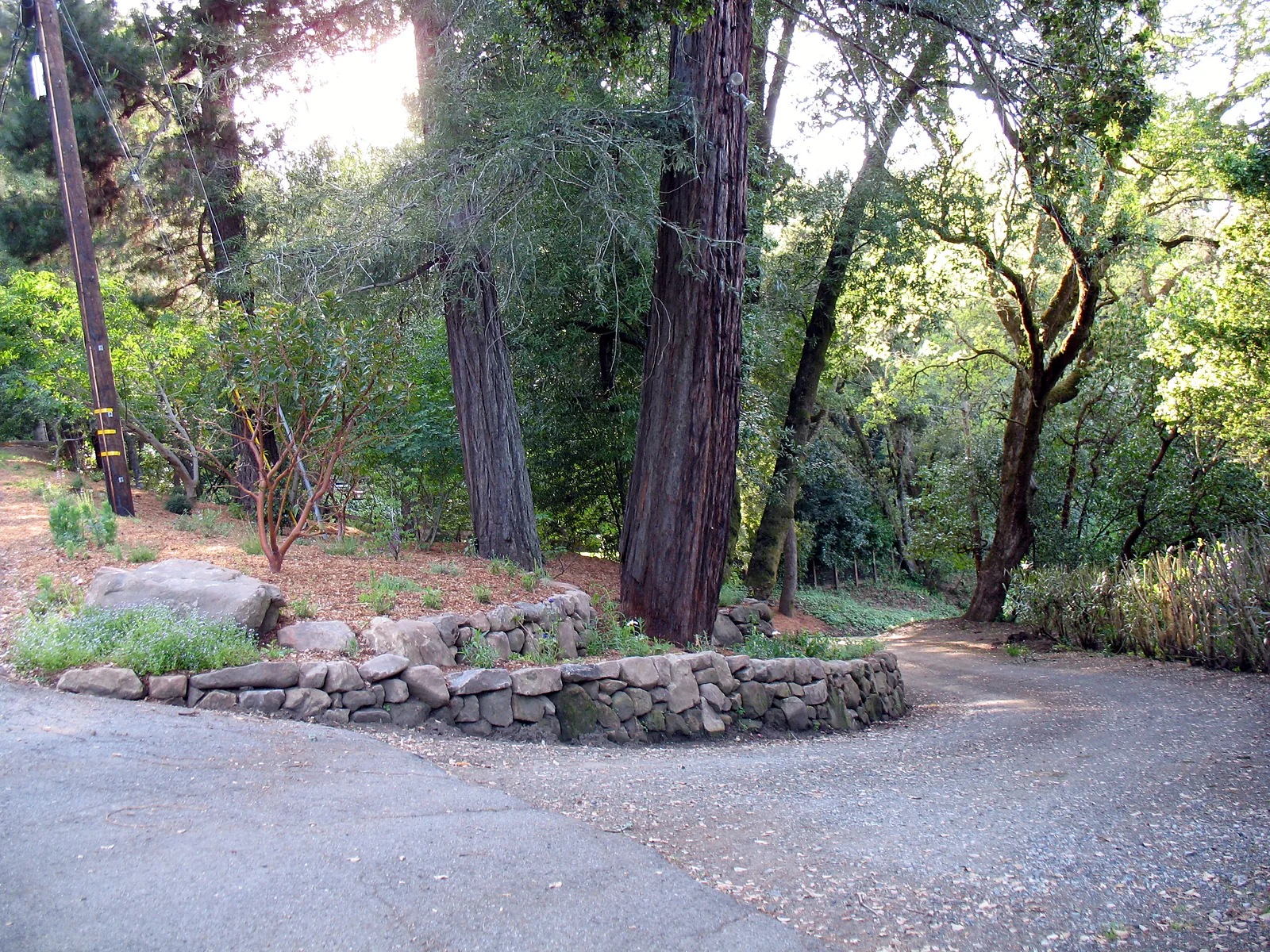 The low stone wall following the curve of the drive through redwoods and oaks