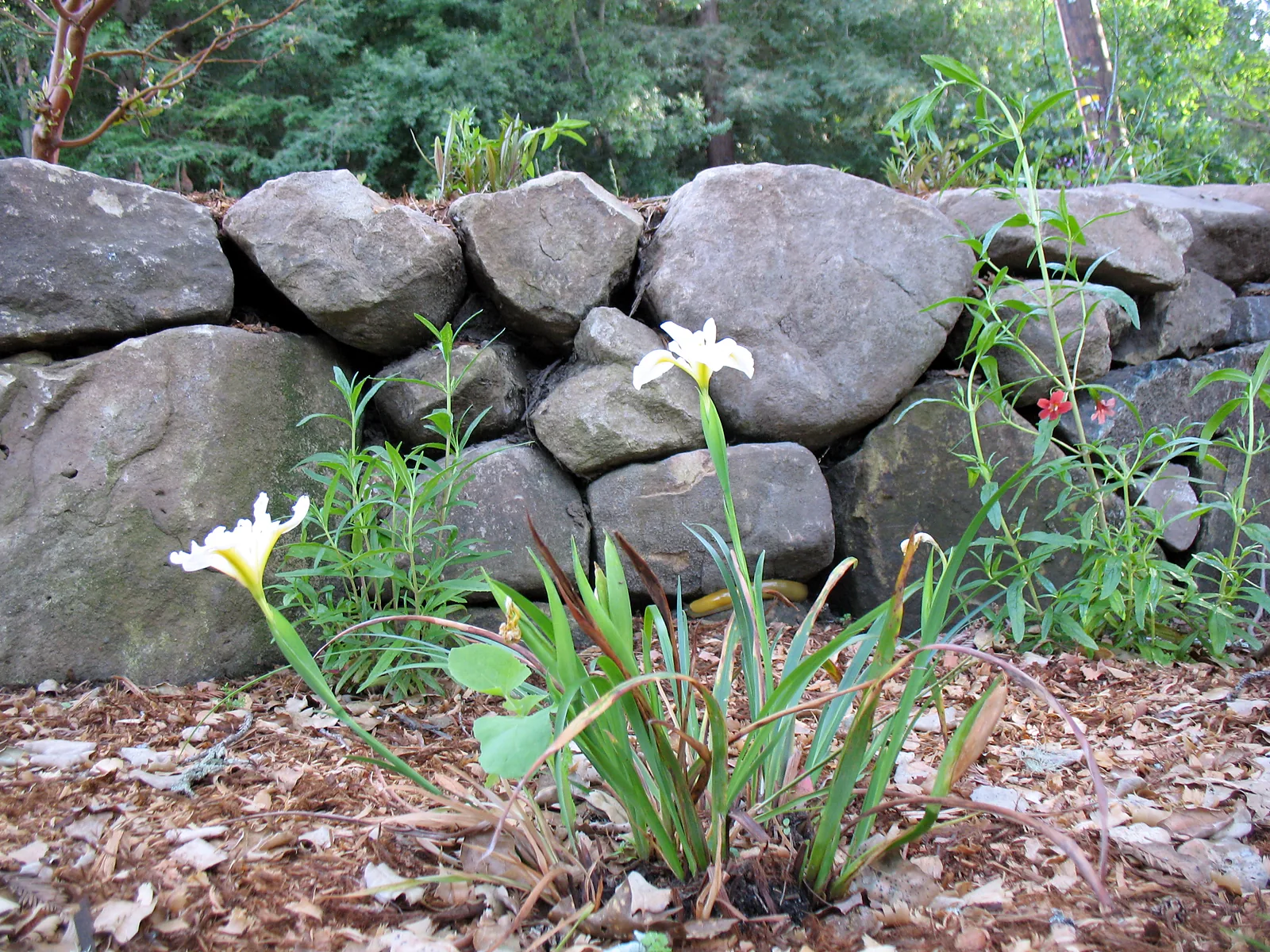 White iris growing at the foot of a dry-stacked stone wall