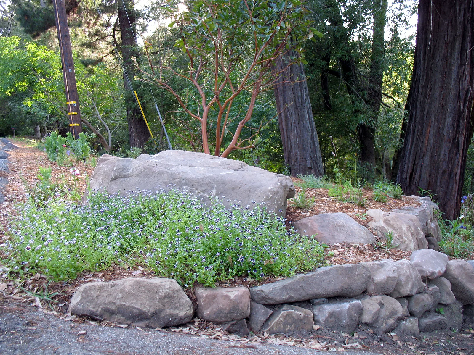 A large boulder in a planted bed beside the drive, low blue flowers around it