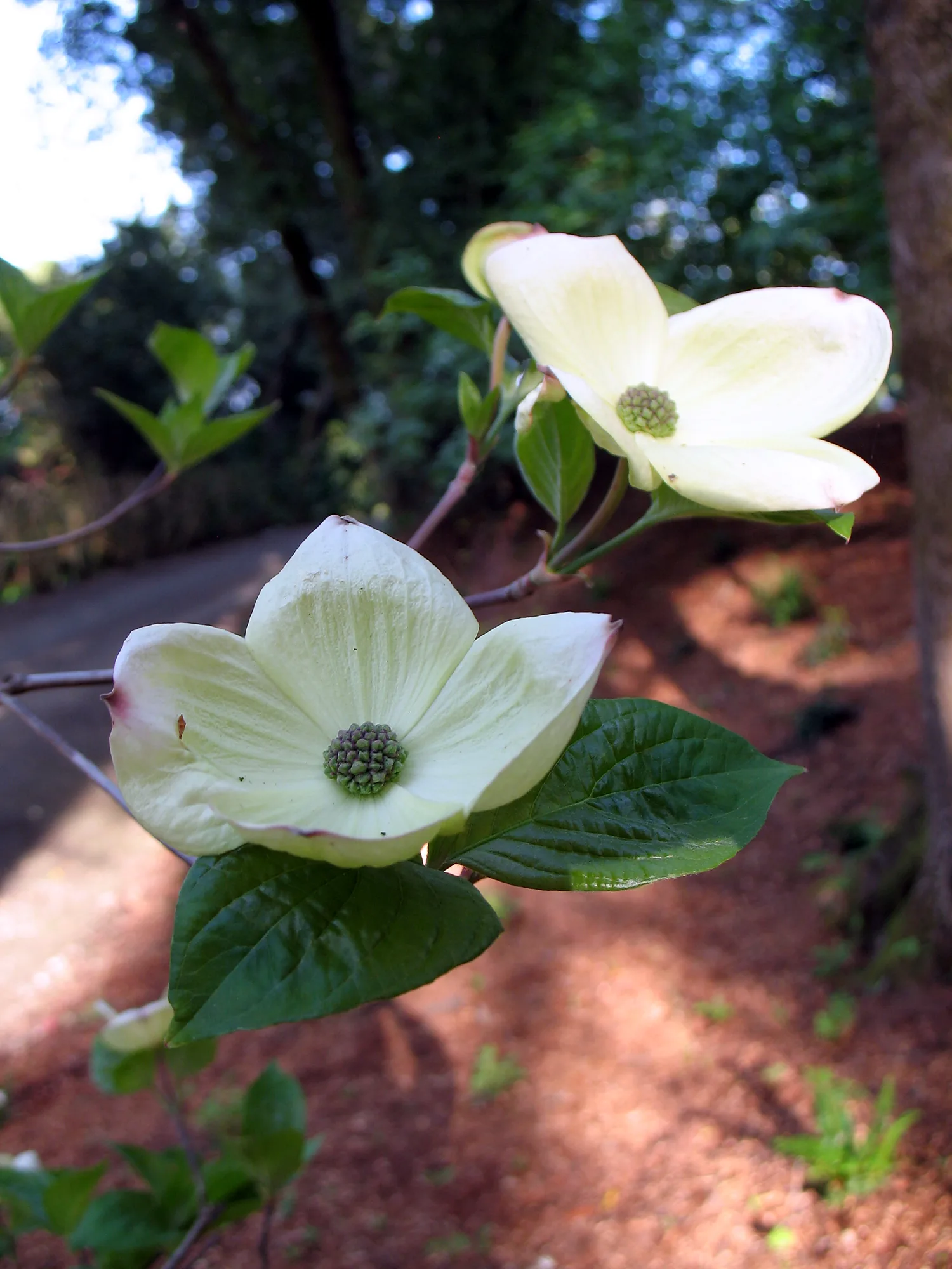 White dogwood flowers in front of a redwood trunk