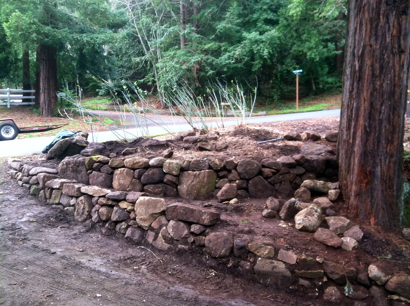A newly built fieldstone wall on bare soil beside a redwood, during construction